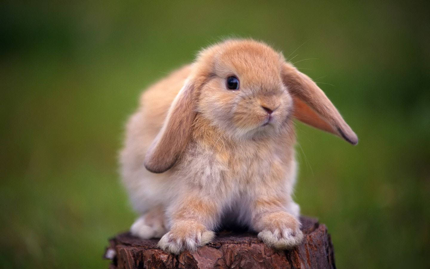 lop-eared rabbit, tan, tree stump, HD Desktop Wallpaper