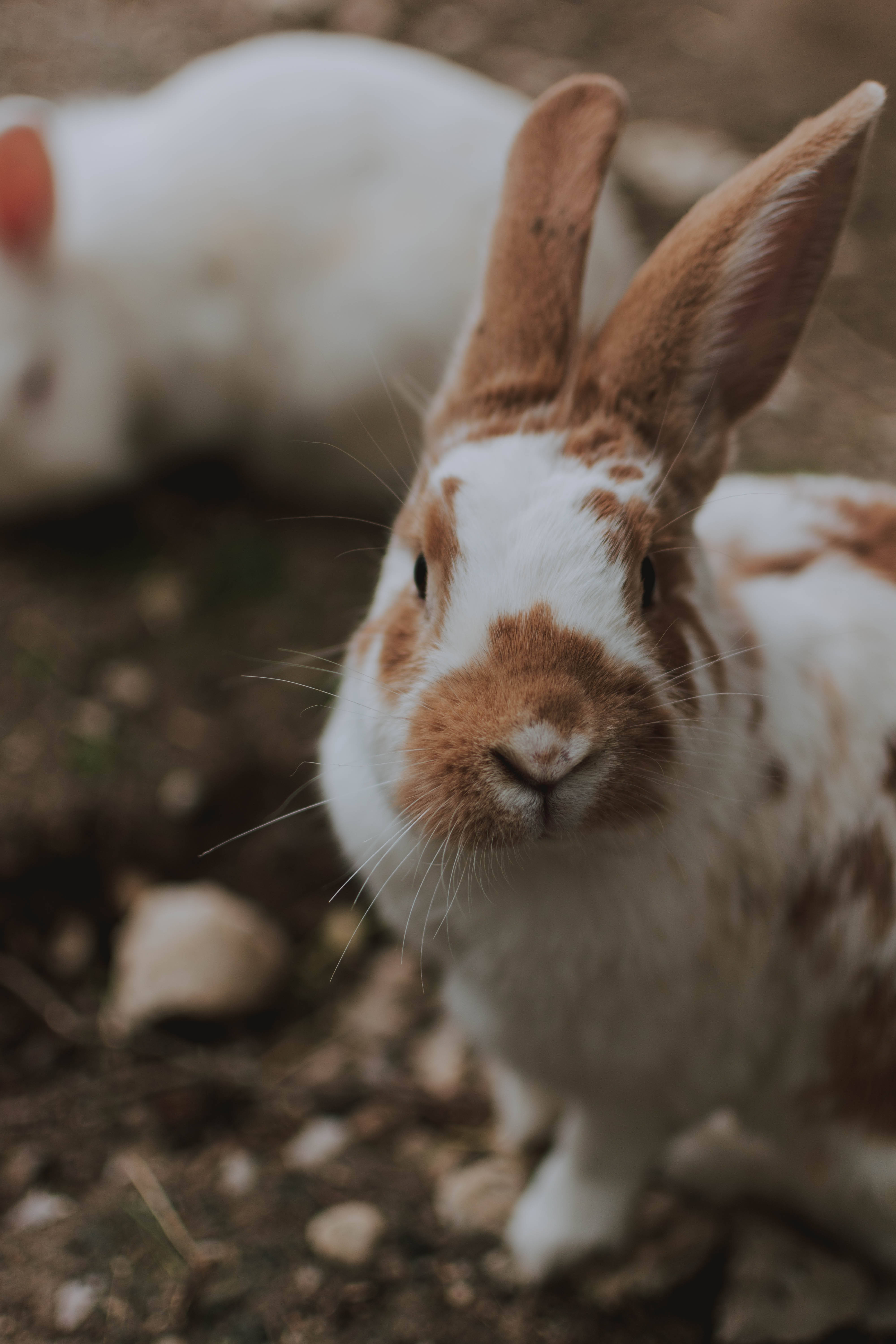 fluffy white brown rabbit, brown and white rabbit, perked ears, 5K Phone Wallpaper