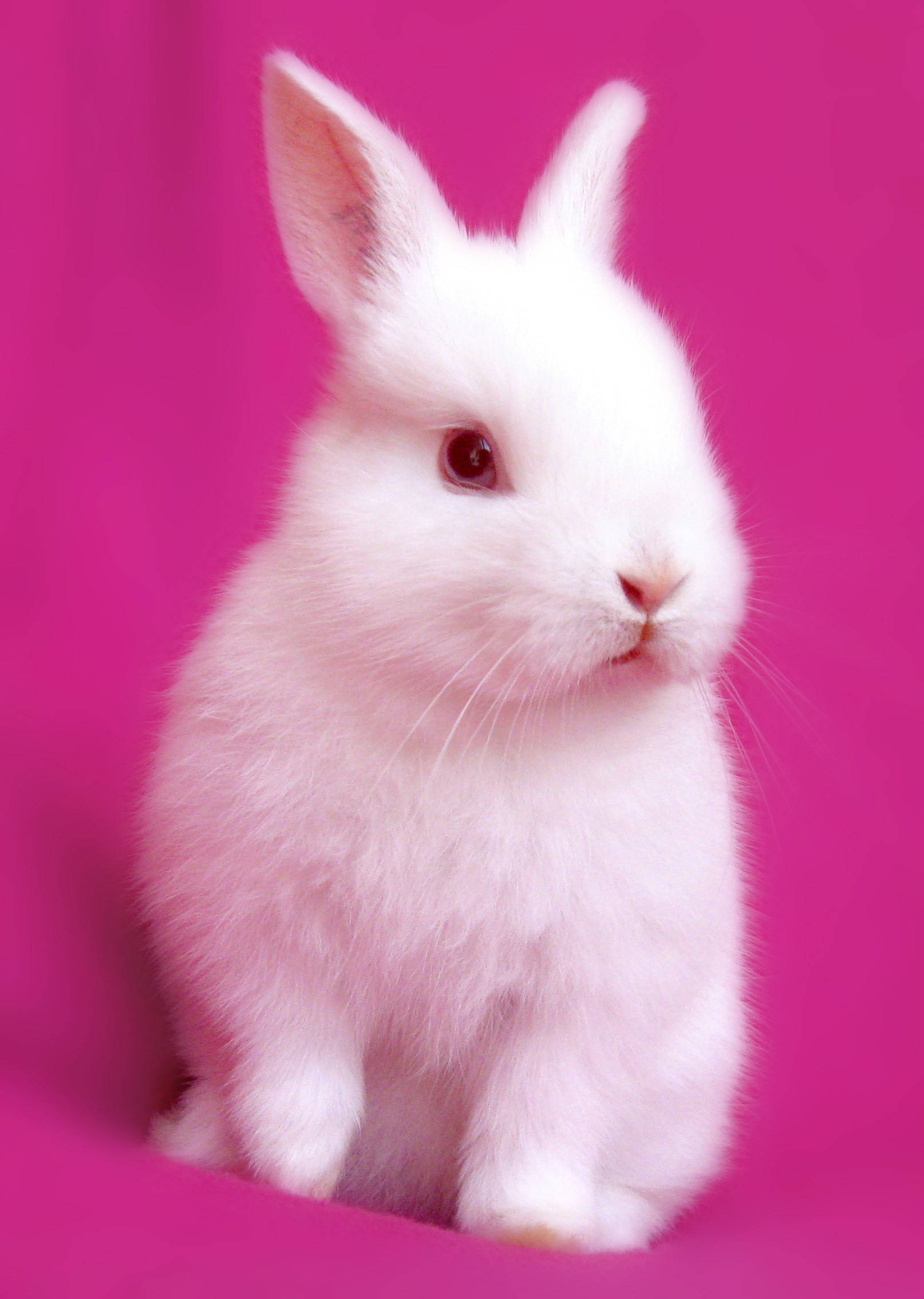white rabbit, dark eyes, vibrant pink background, Full HD Phone Wallpaper