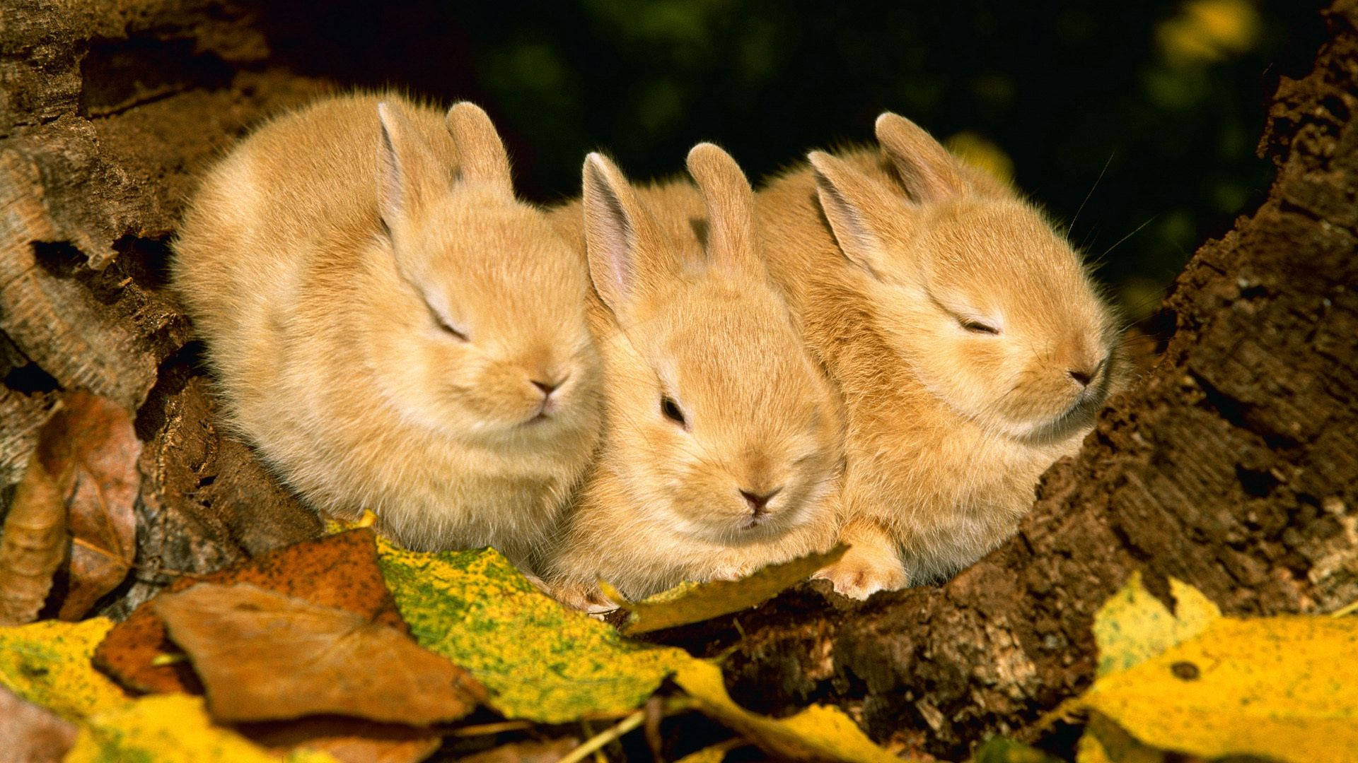 sleeping rabbit triplets, fluffy tan baby rabbits, autumn leaves, Full HD Desktop Wallpaper