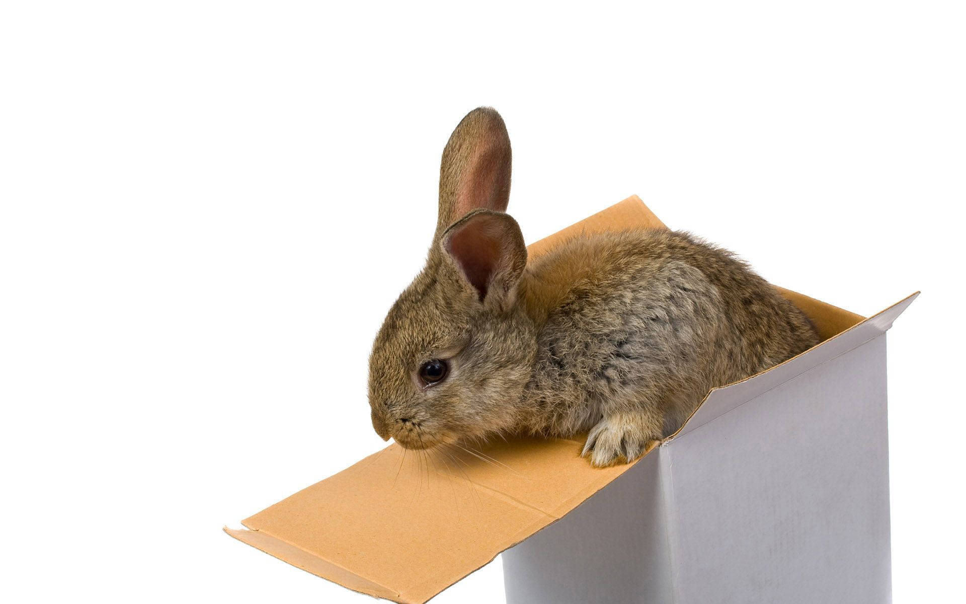 Rabbit, box, cardboard box, Full HD Desktop Wallpaper