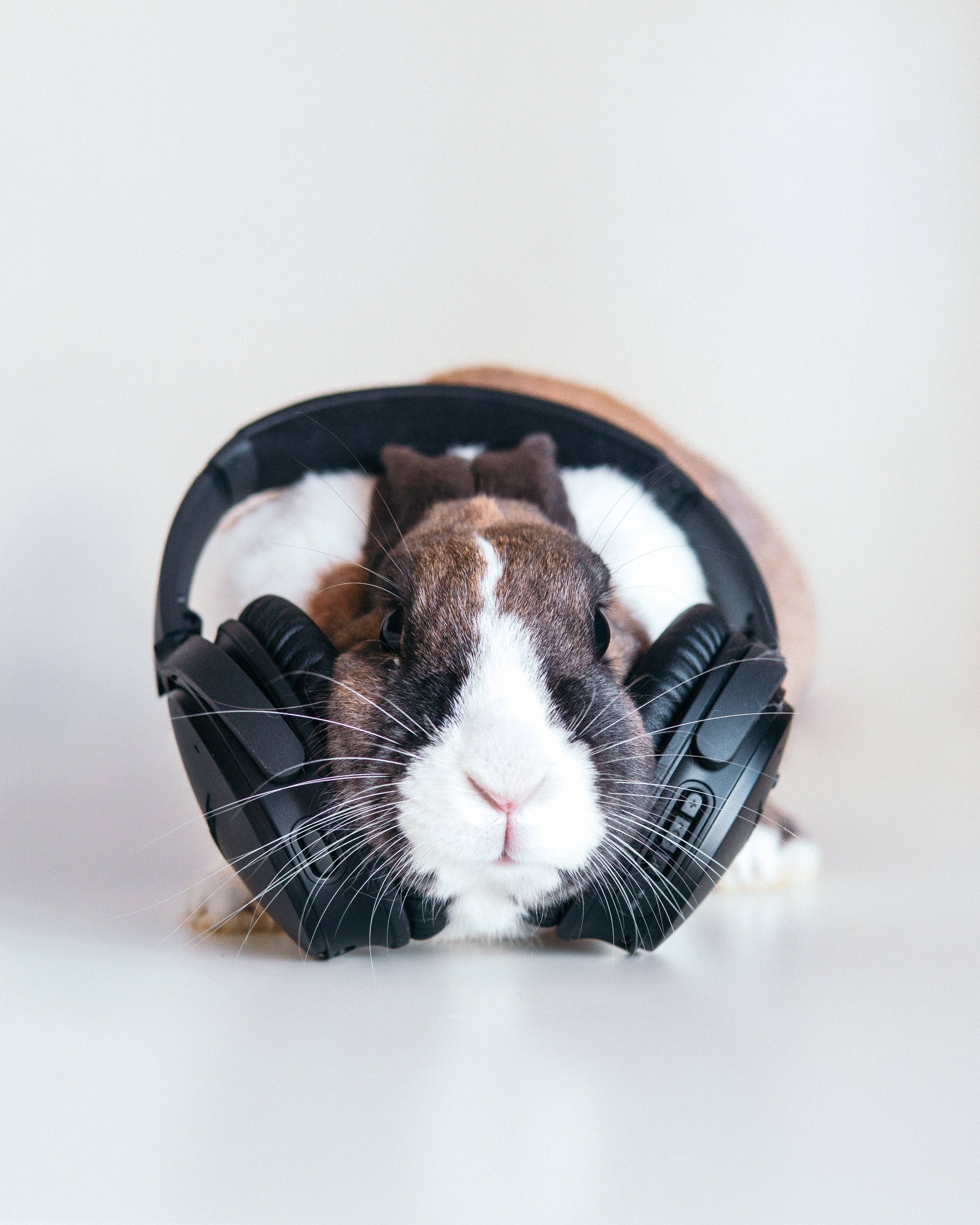 Rabbit, black headphones, brown and white rabbit, 4K Phone Wallpaper