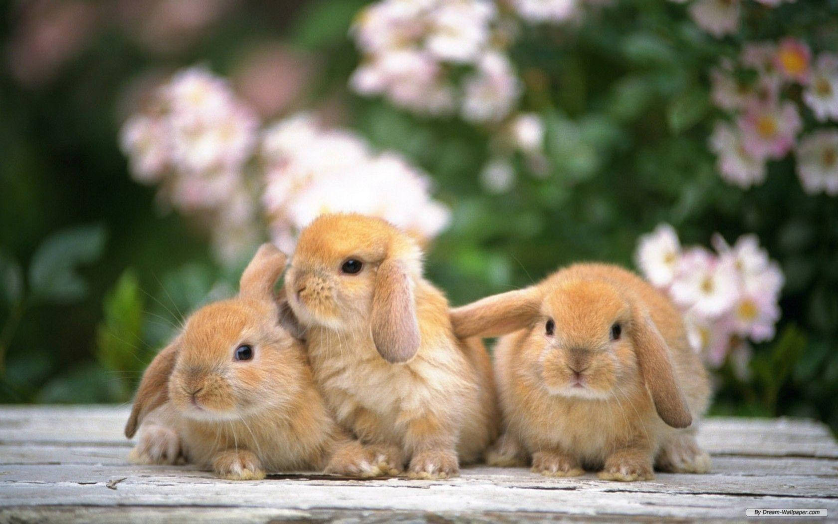 lop-eared bunnies, fluffy orange bunnies, weathered wooden deck, HD Desktop Wallpaper