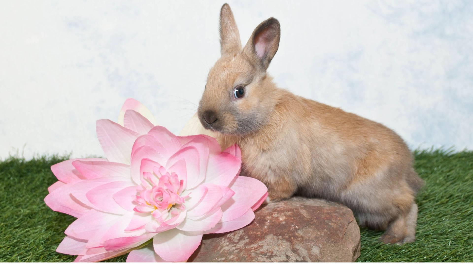baby bunny, pink flower, brown rabbit, Full HD Desktop Wallpaper