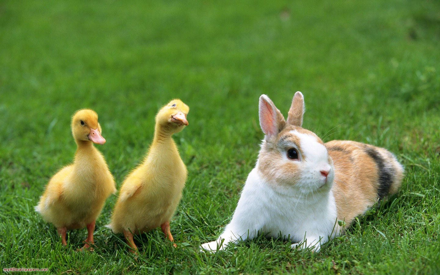 Rabbit, Ducks, Calico rabbit, HD Desktop Wallpaper