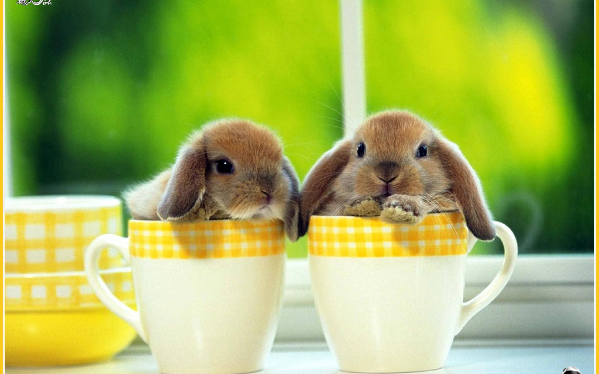 brown lop-eared bunnies, yellow checkered mugs, windowsill, Full HD Desktop Wallpaper