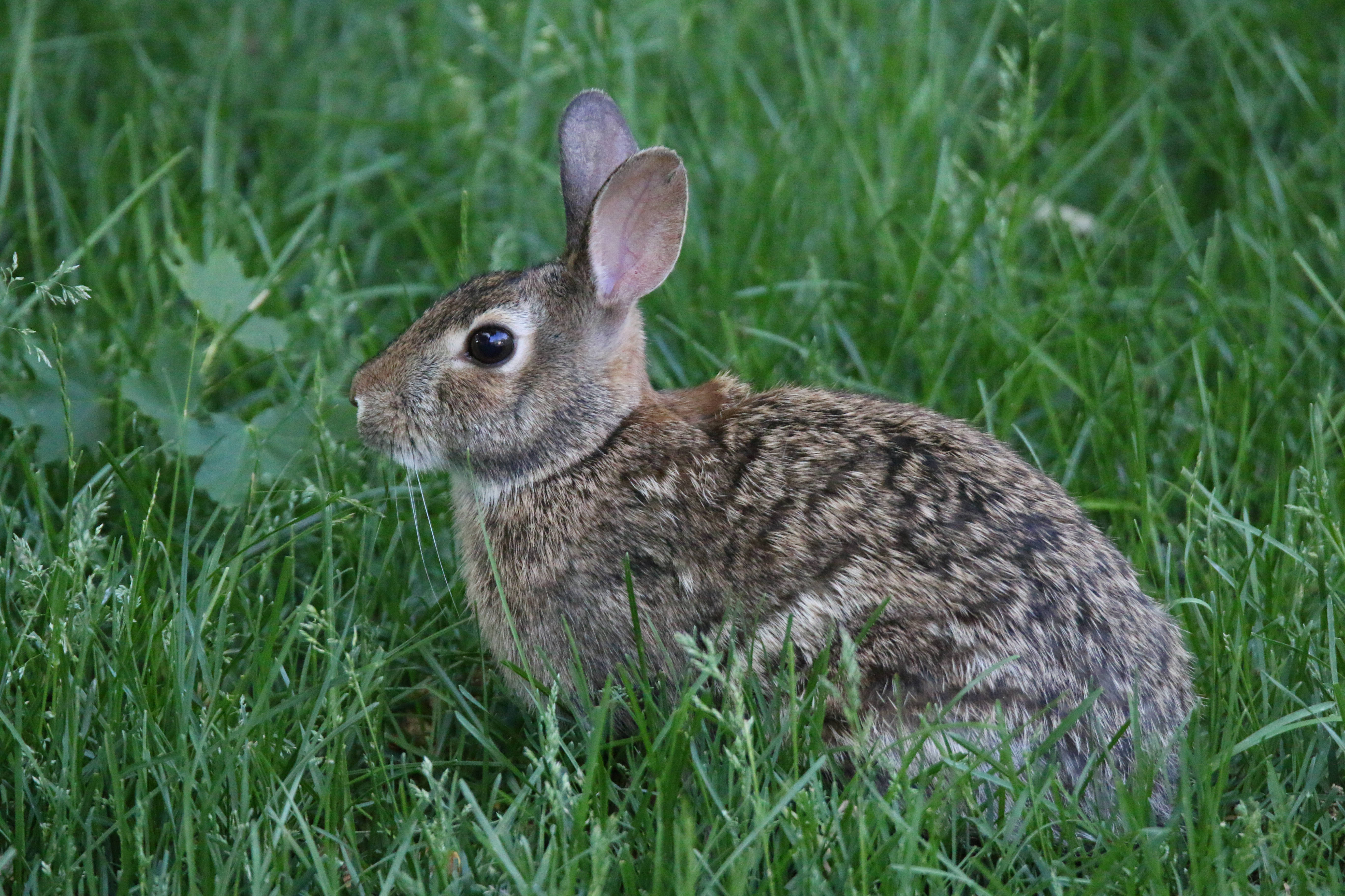 rabbit, brown rabbit, upright ears, 5K Desktop Wallpaper