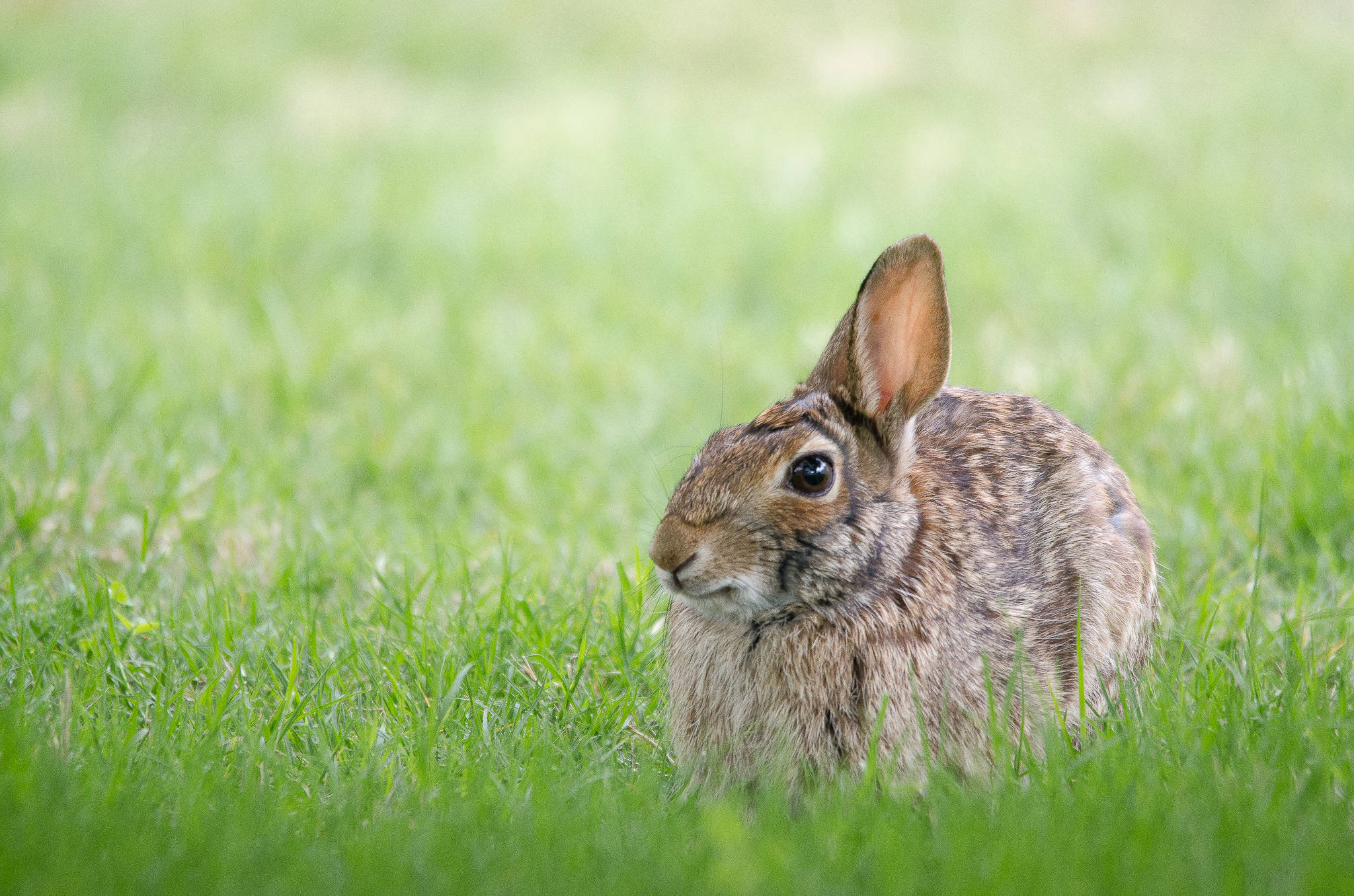 fluffy brown rabbit, vibrant green grass, soft daylight, Full HD Desktop Wallpaper