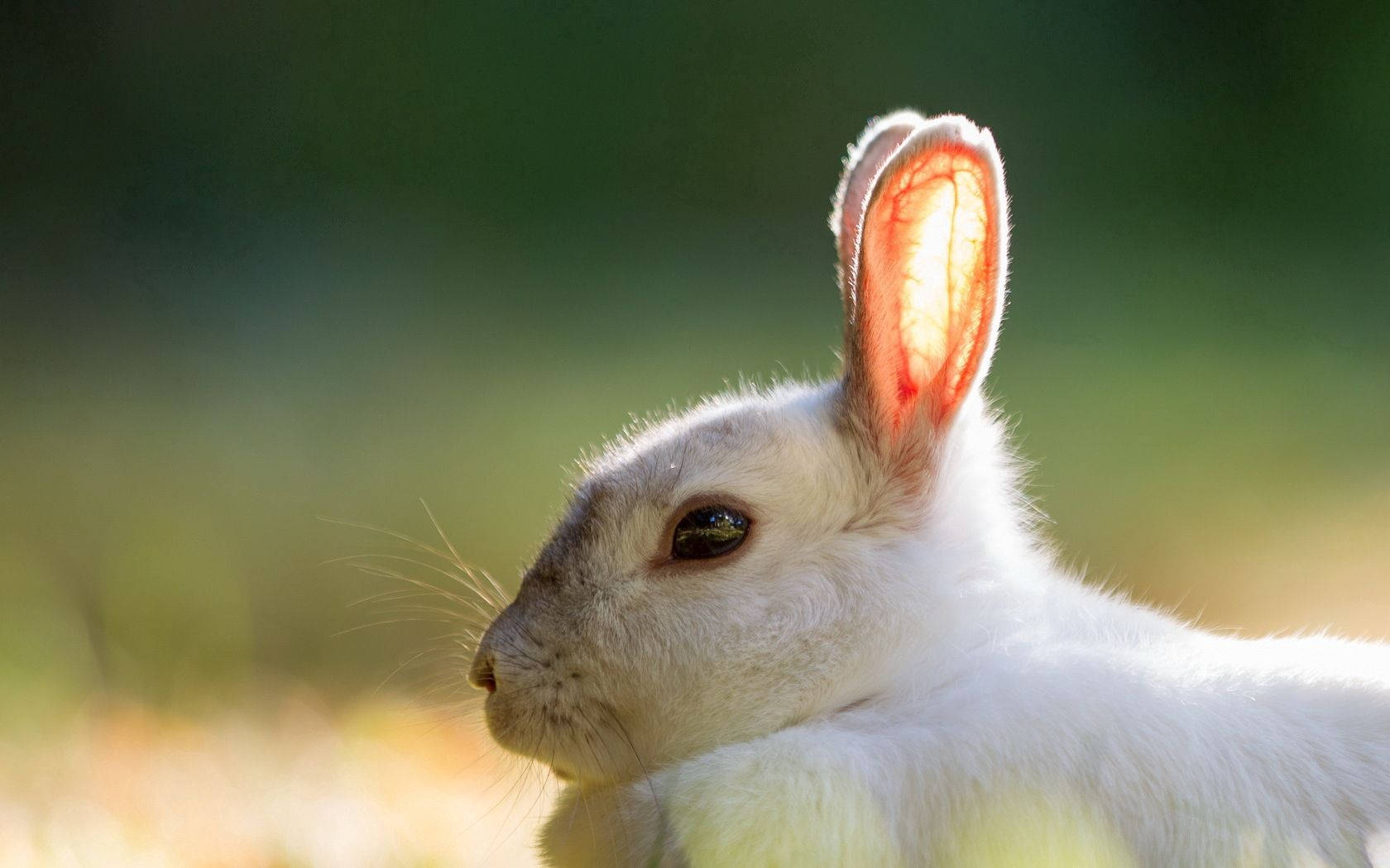Rabbit, glowing ears, white rabbit, HD Desktop Wallpaper