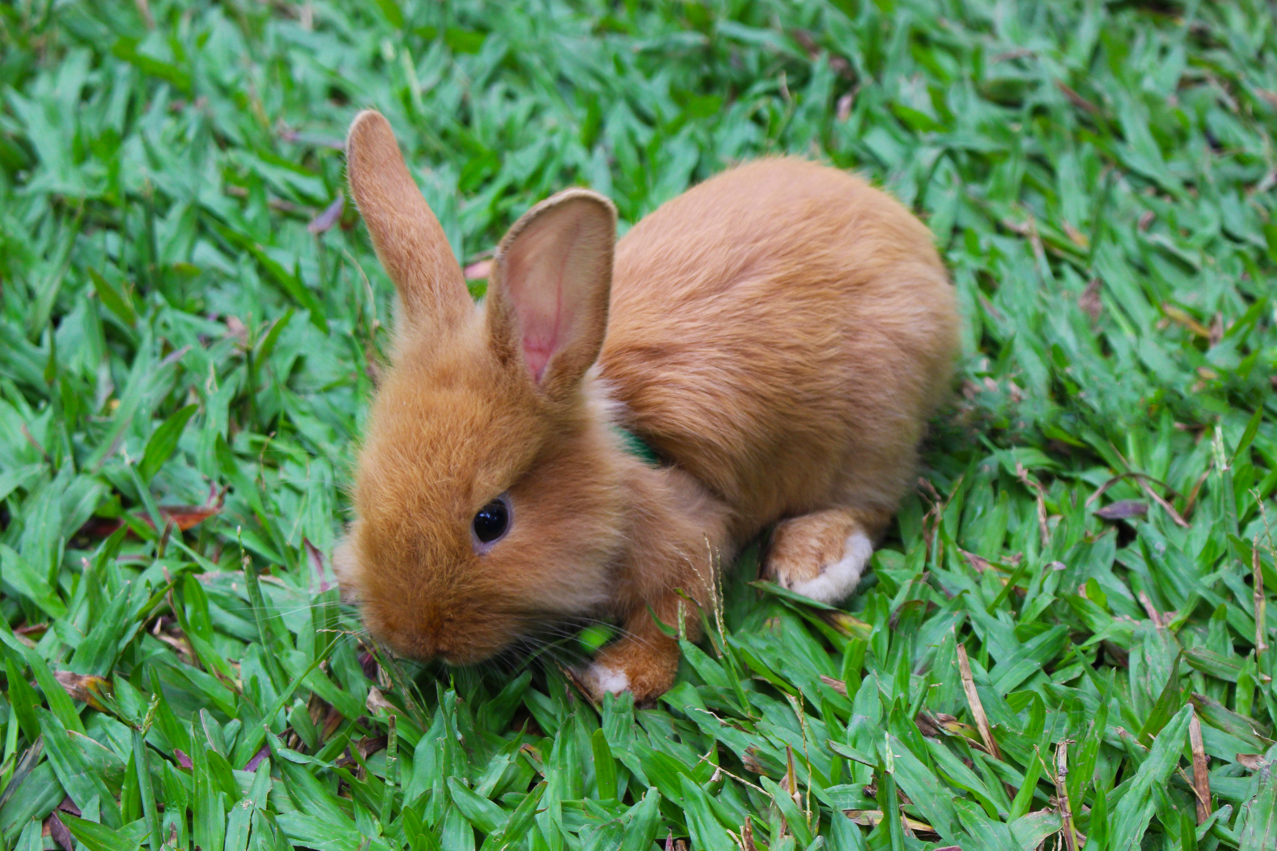 brown baby rabbit, fluffy brown rabbit, white paws, 5K Desktop Wallpaper