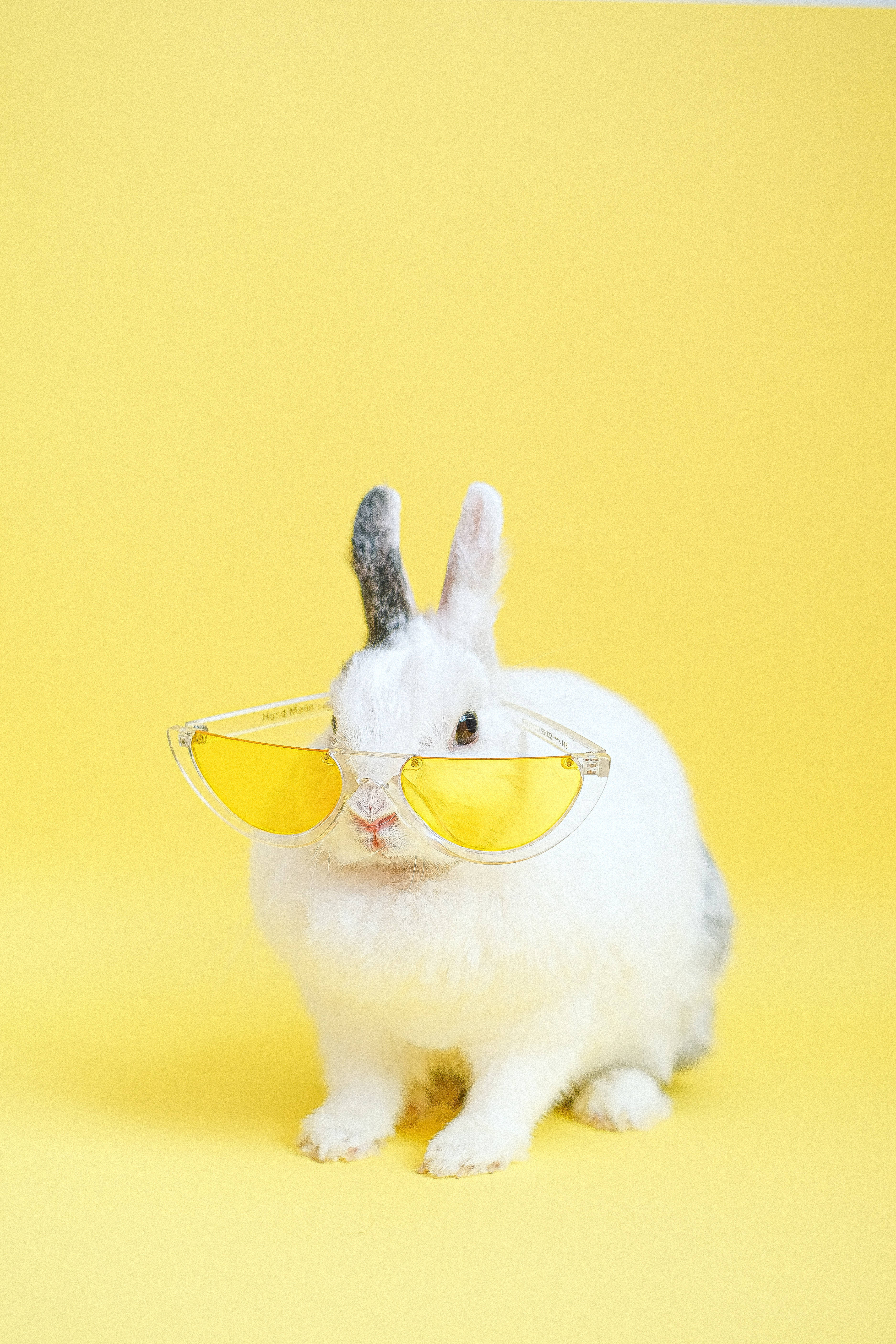 white rabbit, yellow-tinted sunglasses, gray ear, 5K Phone Wallpaper