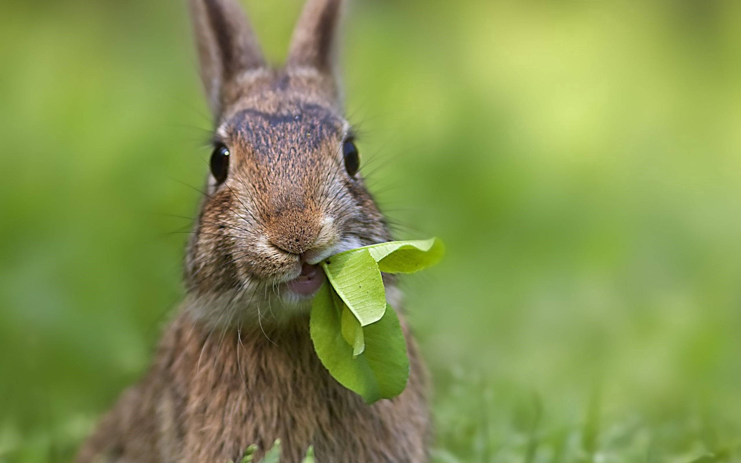 rabbit, brown rabbit, bright green leaf, 2K Desktop Wallpaper