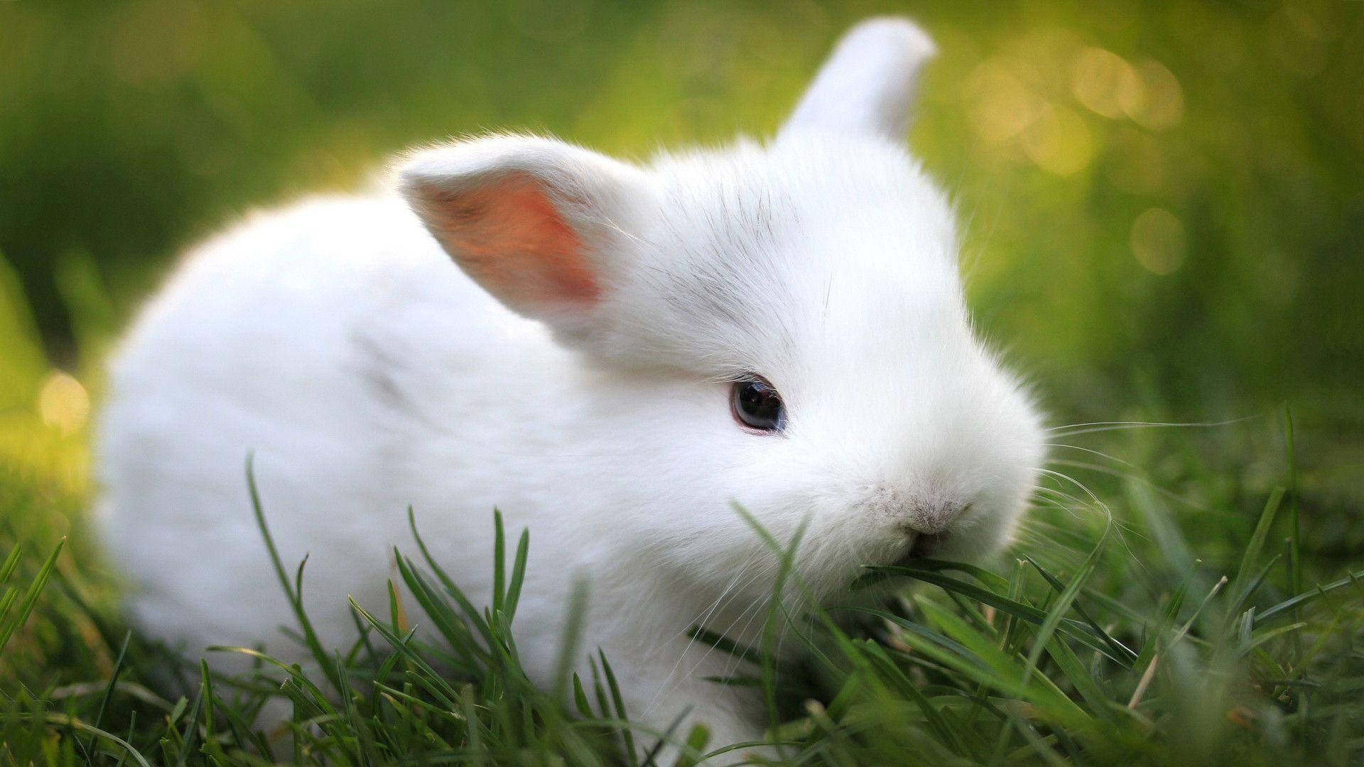 white baby bunny, fluffy white rabbit, vibrant green grass, Full HD Desktop Wallpaper