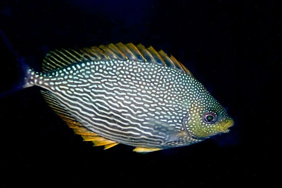 Rabbitfish