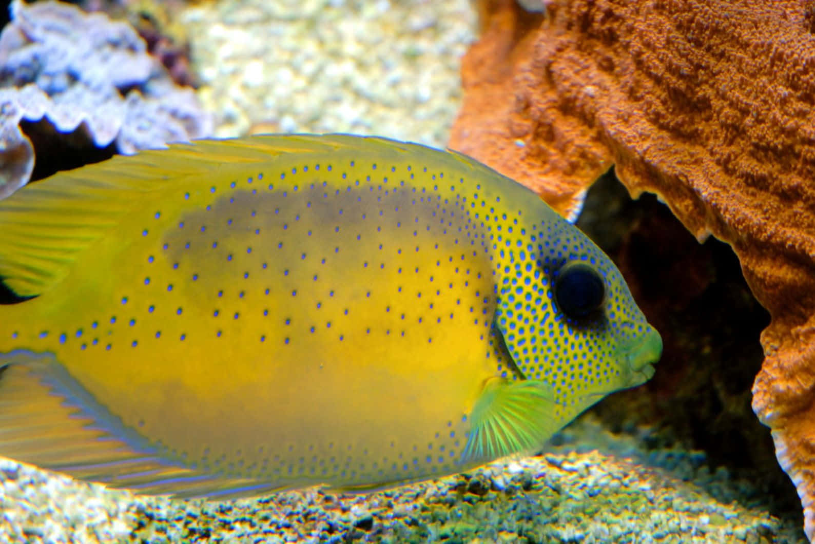 yellow rabbitfish, blue dots, orange coral, HD Desktop Wallpaper