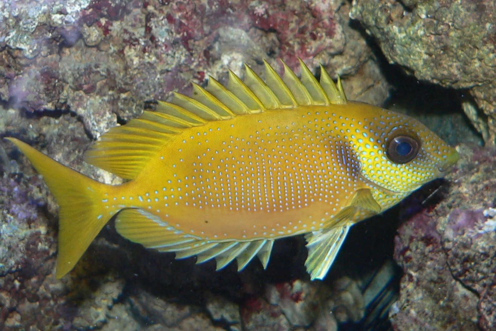 vibrant yellow rabbitfish, white spots, spiky fins, HD Desktop Wallpaper