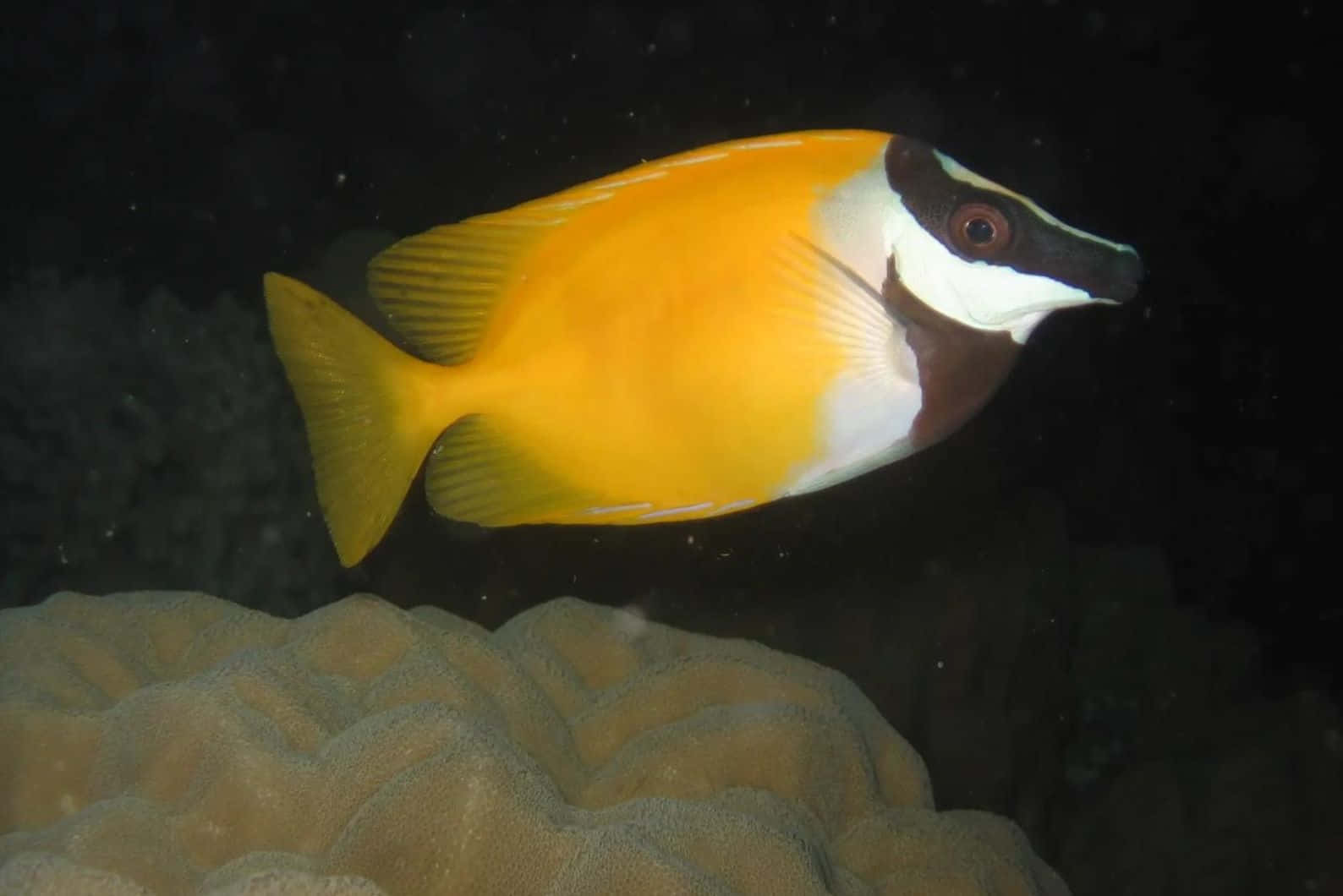 vibrant yellow rabbitfish, black and white face, textured coral, HD Desktop Wallpaper