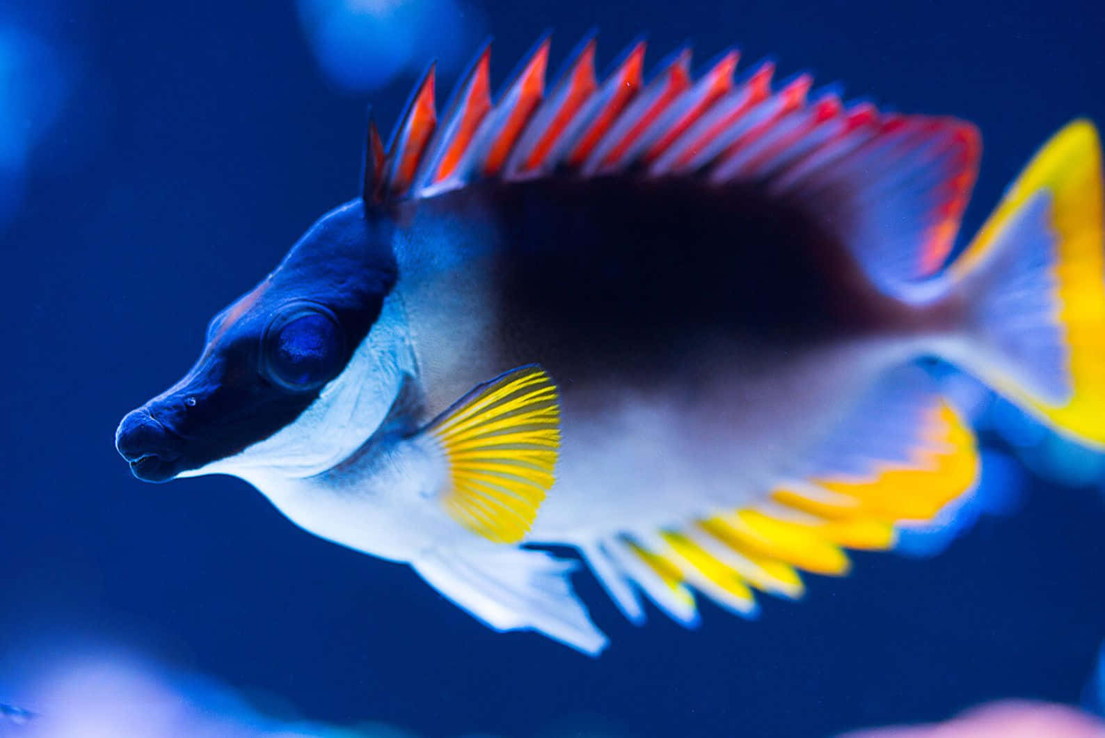 vibrant rabbitfish, red spiky dorsal fin, yellow tail, HD Desktop Wallpaper