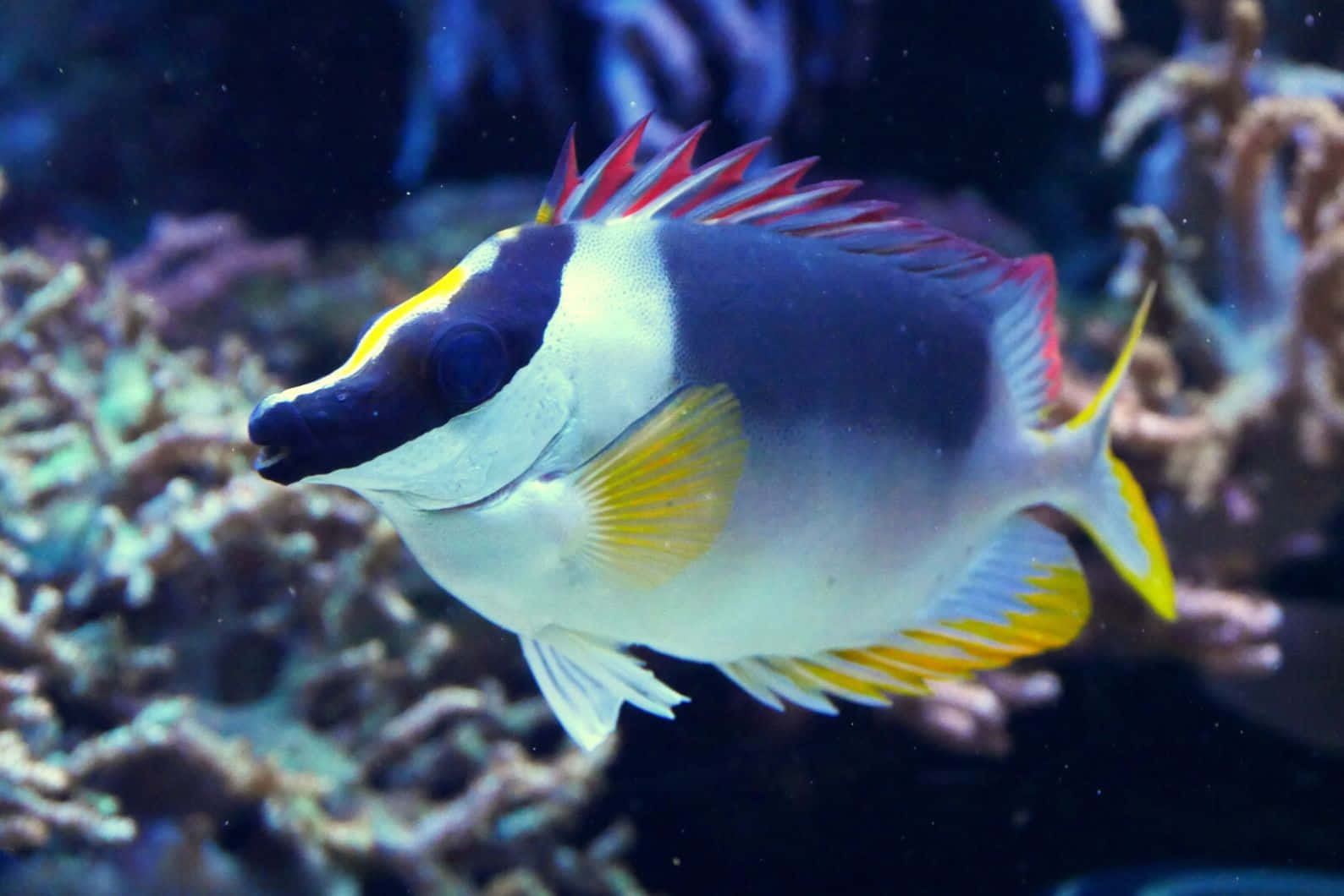 Rabbitfish, colorful coral reef, deep blue water, HD Desktop Wallpaper