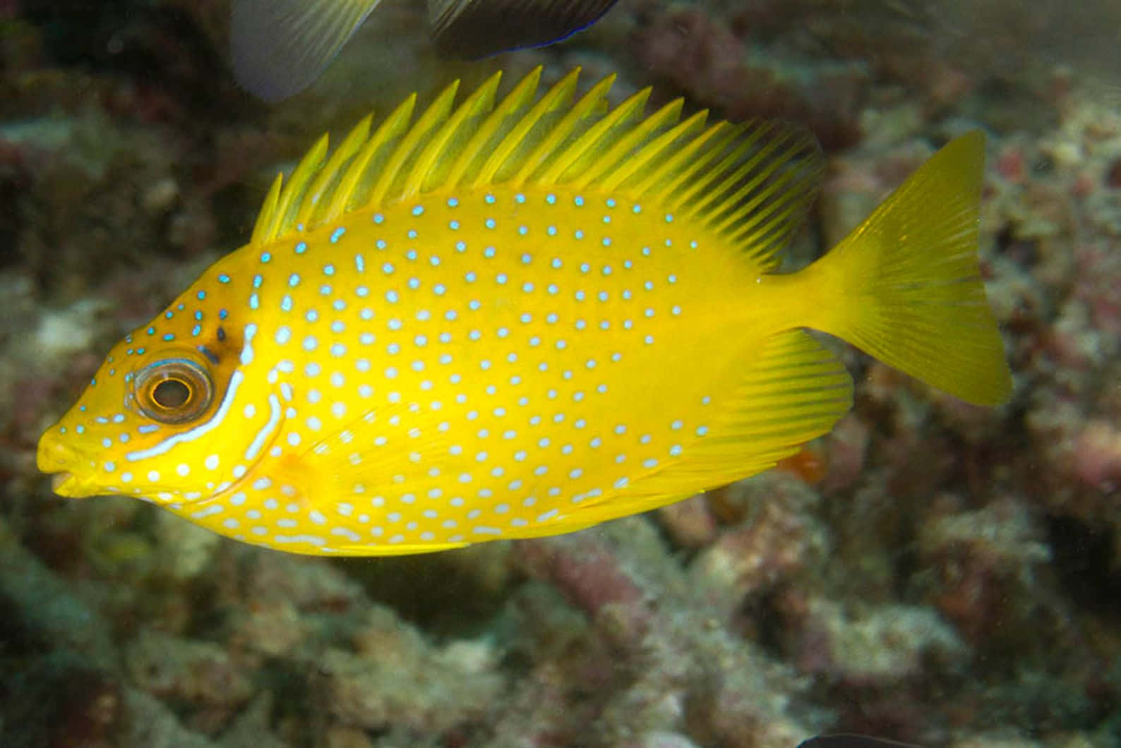 vibrant yellow rabbitfish, blue spots, spiky dorsal fins, HD Desktop Wallpaper