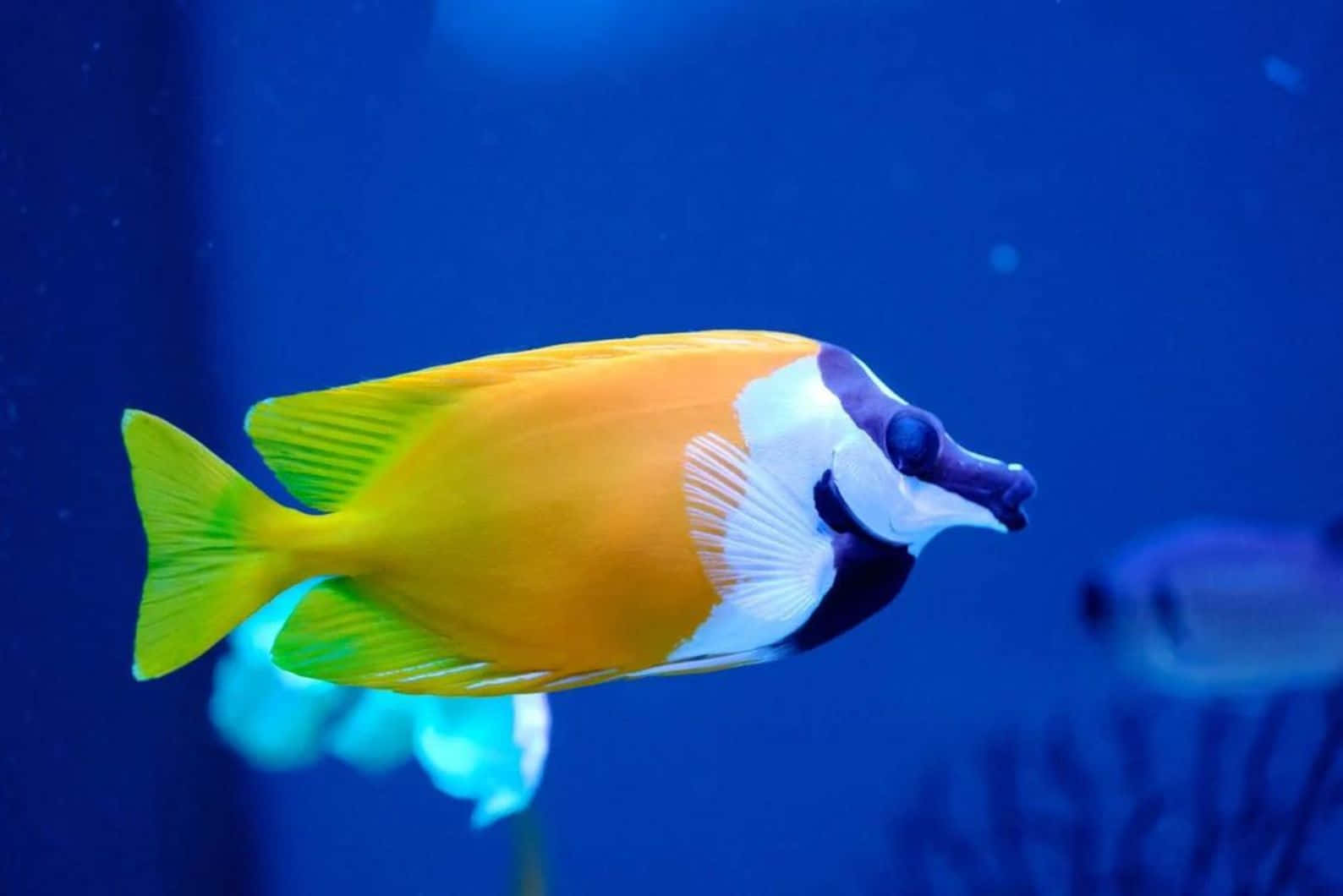Rabbitfish, orange and white fish, purple snout, HD Desktop Wallpaper