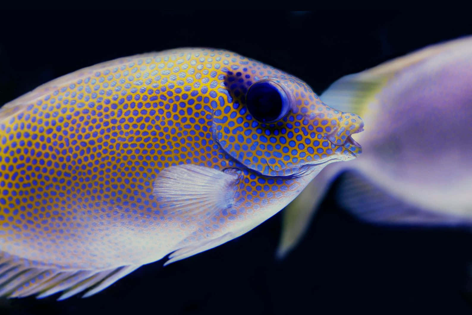 vibrant rabbitfish, yellow fish, blue spots, HD Desktop Wallpaper