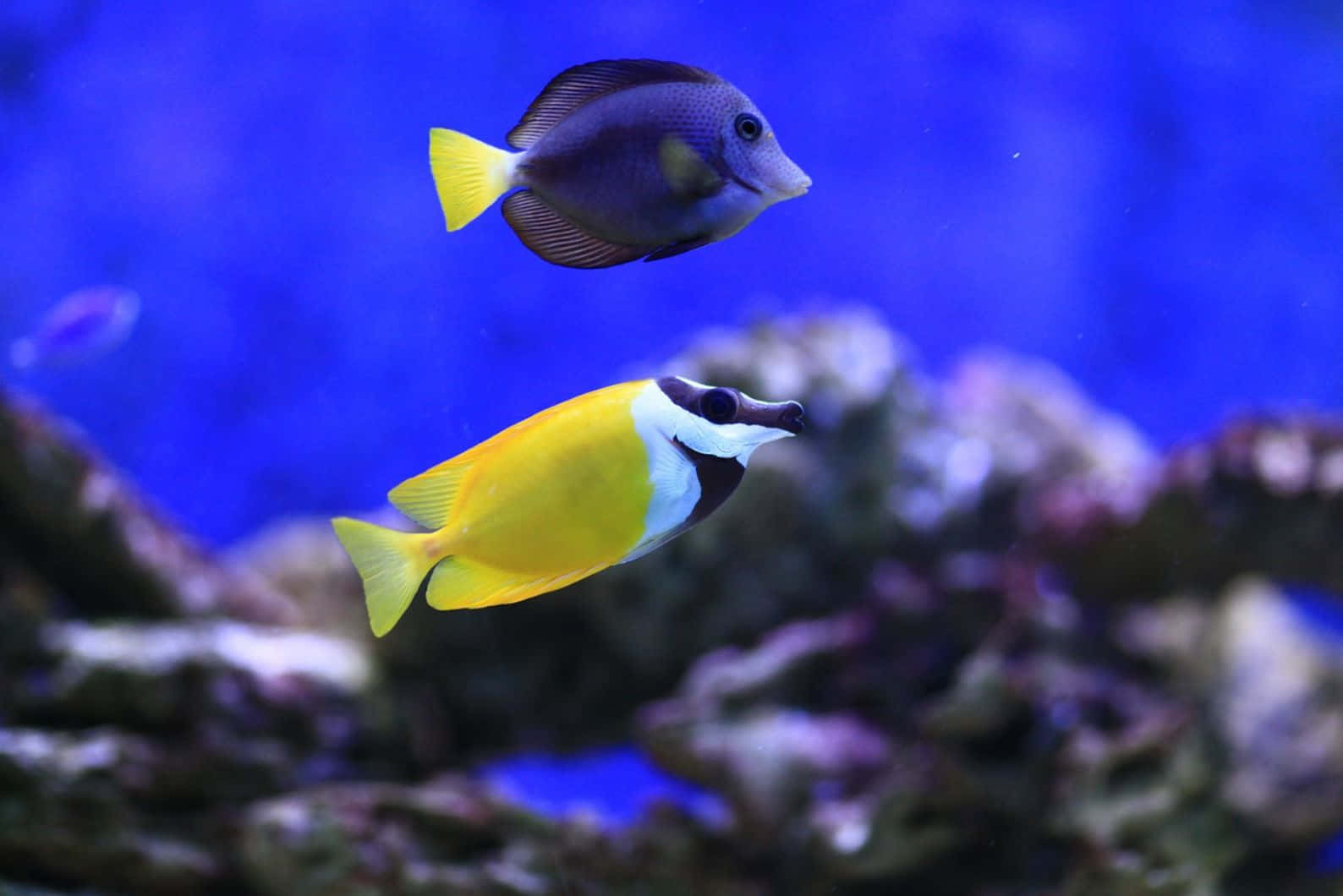 colorful rabbitfish, tropical fish, coral formations, HD Desktop Wallpaper