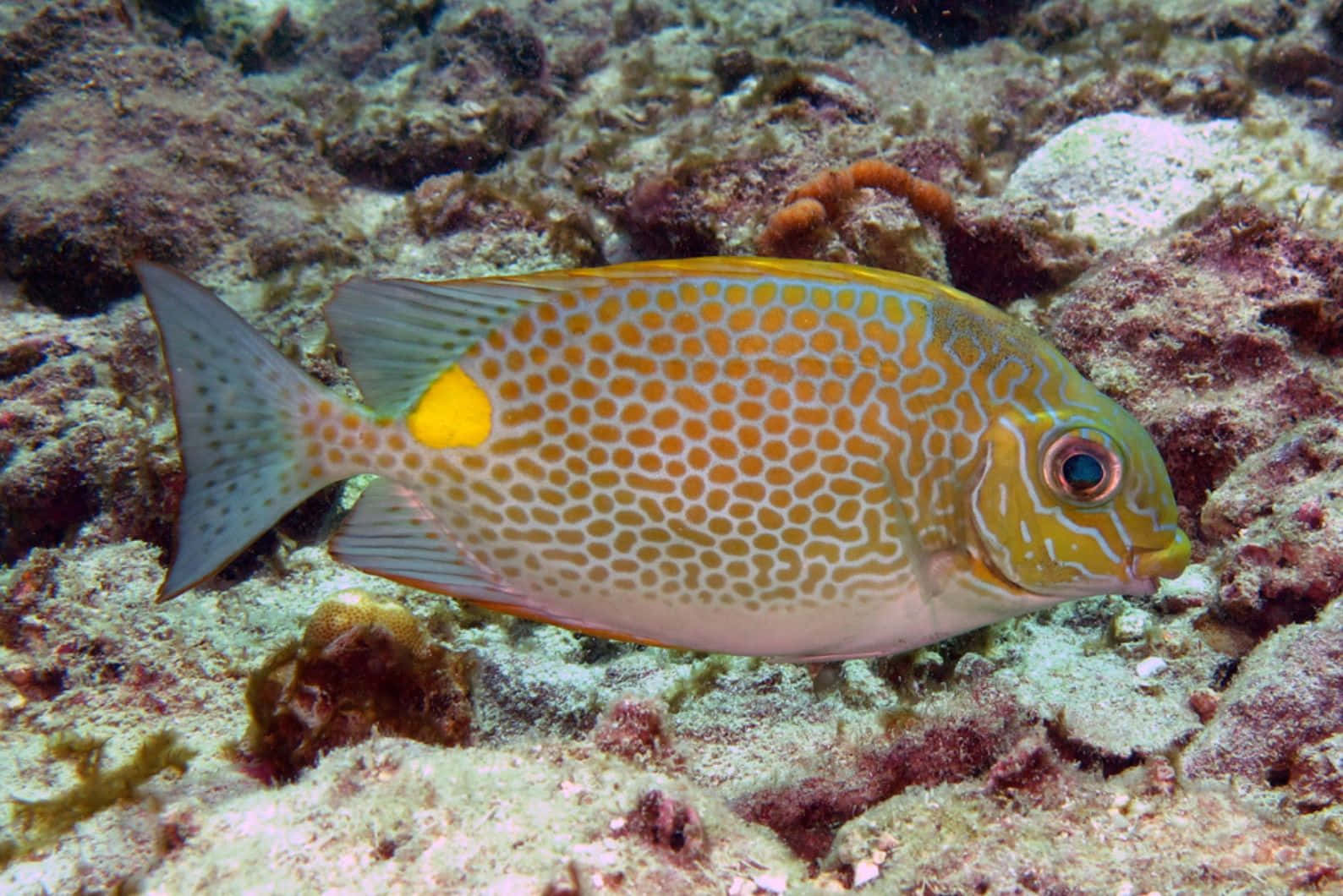 Rabbitfish, coral reef, honeycomb-patterned, HD Desktop Wallpaper