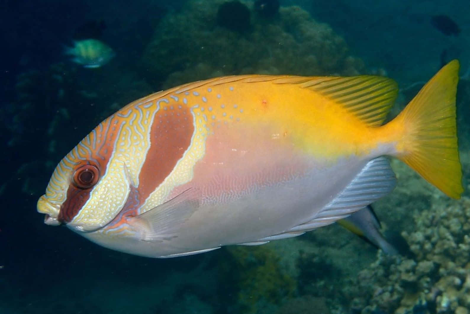 colorful rabbitfish, underwater, vibrant yellow and pink surgeonfish, HD Desktop Wallpaper