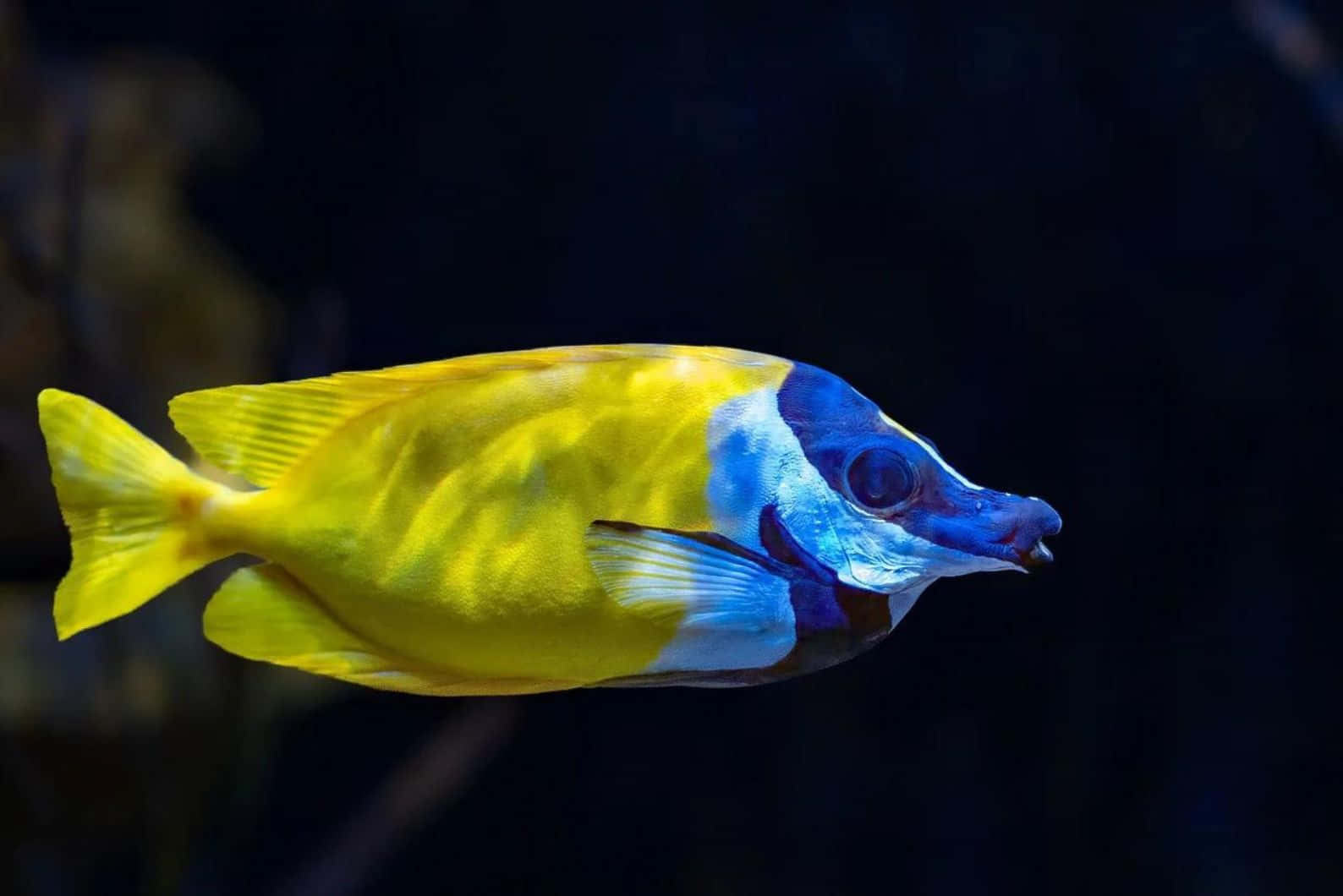 vibrant yellow blue rabbitfish, tropical fish, dark water, HD Desktop Wallpaper