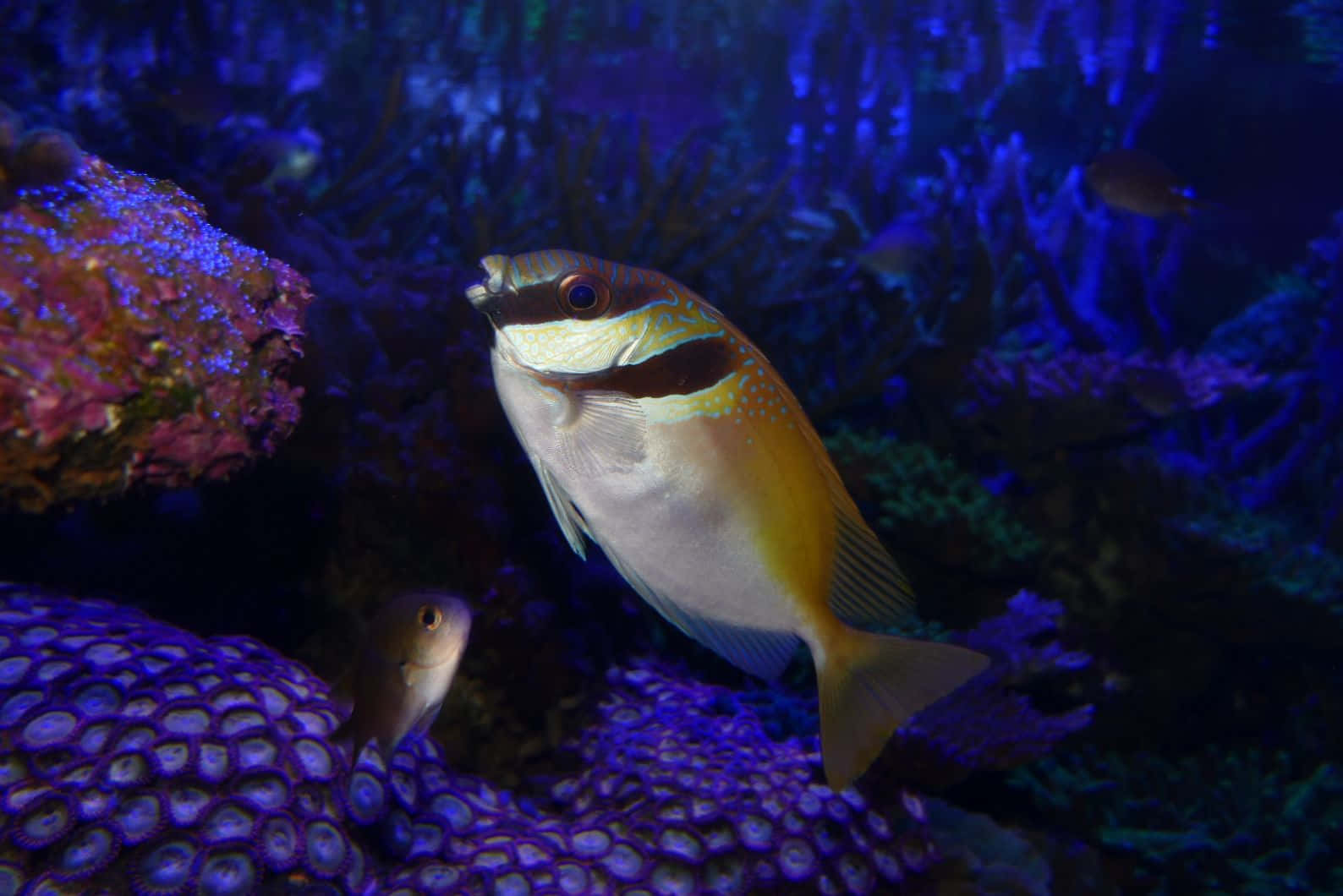 Rabbitfish, coral reef, glowing purple coral, HD Desktop Wallpaper