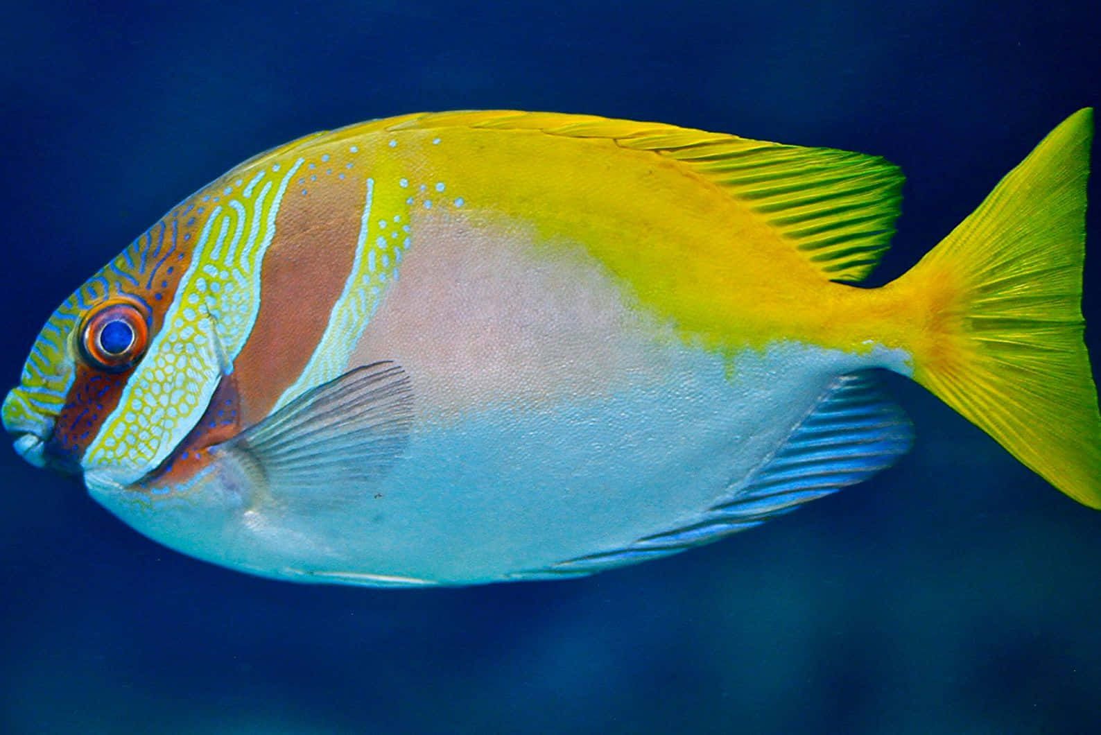 vibrant rabbitfish, yellow and blue tropical fish, intricate patterns, HD Desktop Wallpaper