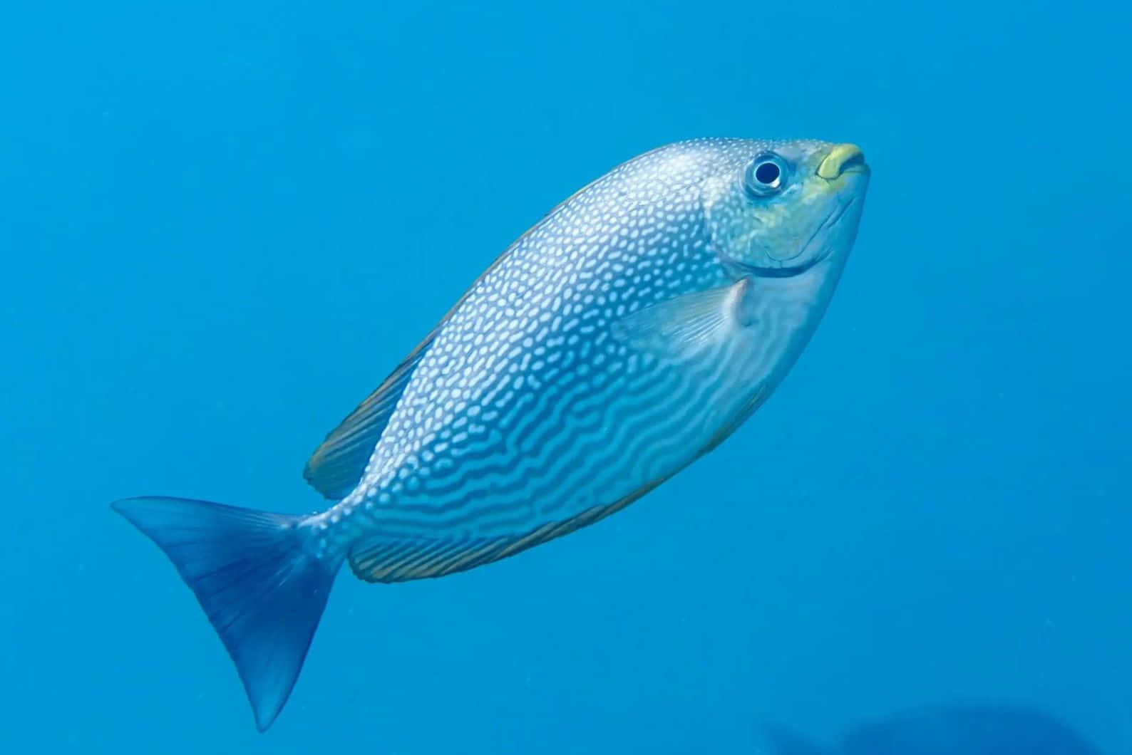blue spotted rabbitfish, turquoise ocean water, yellow mouth, HD Desktop Wallpaper