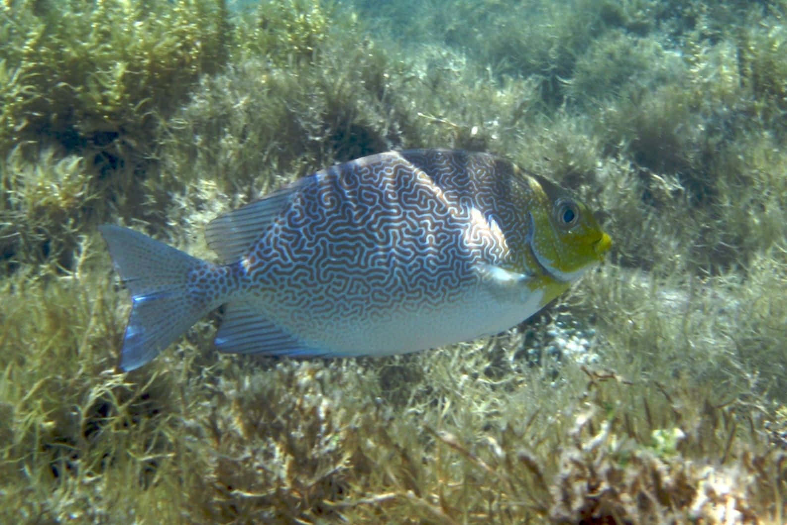 Rabbitfish, seagrass, sunlit, HD Desktop Wallpaper