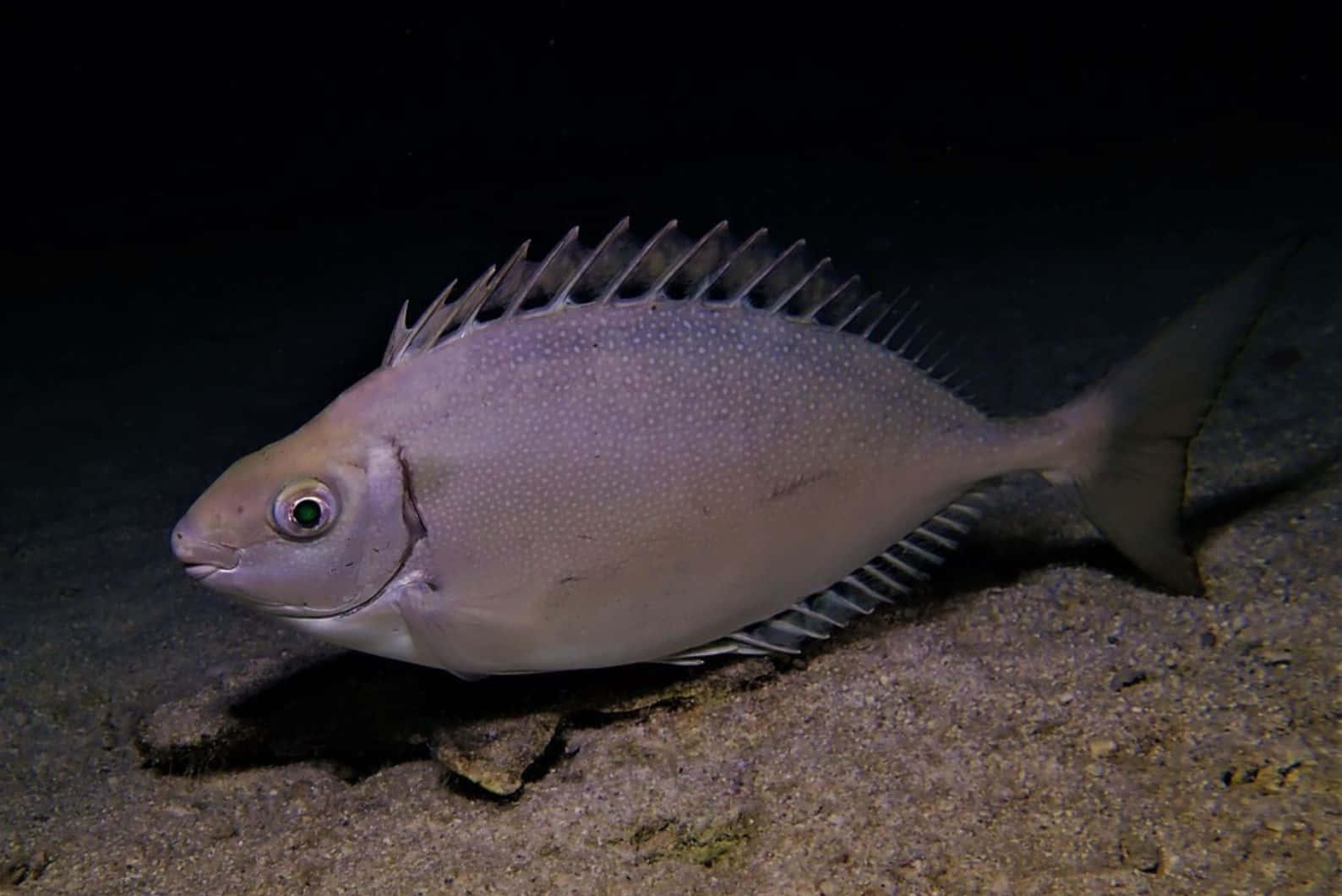Rabbitfish, pale silver, spiky dorsal fins, HD Desktop Wallpaper