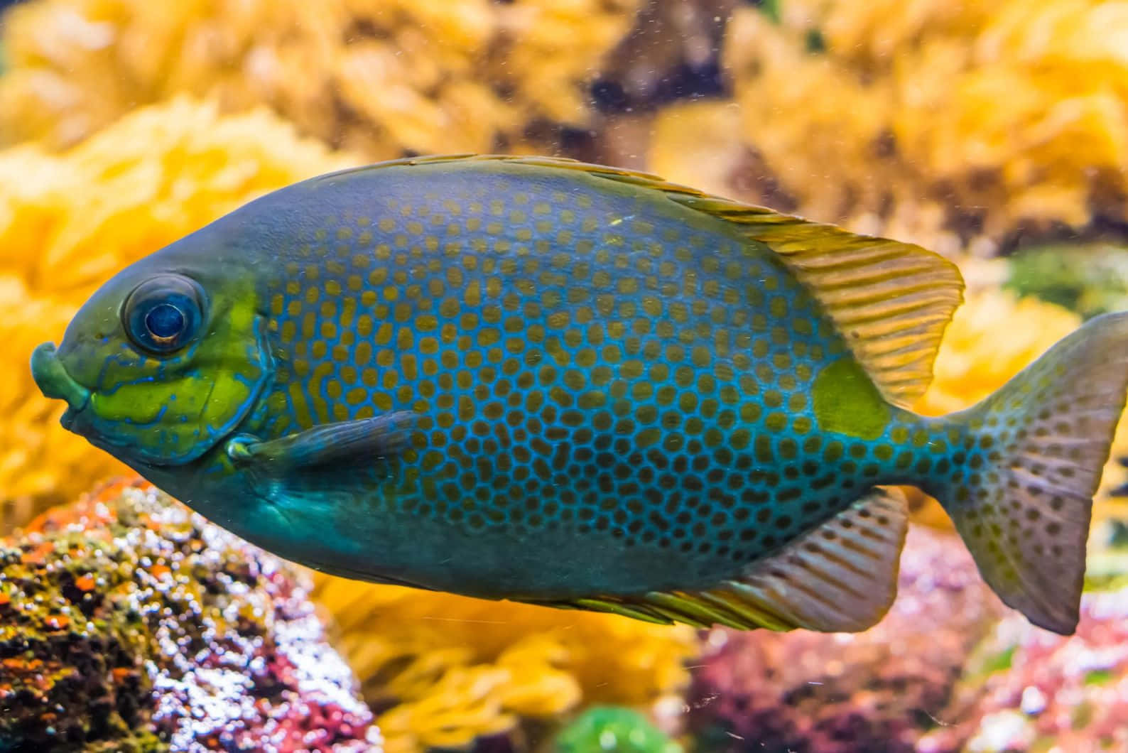 vibrant rabbitfish, blue spotted fish, green highlights, HD Desktop Wallpaper