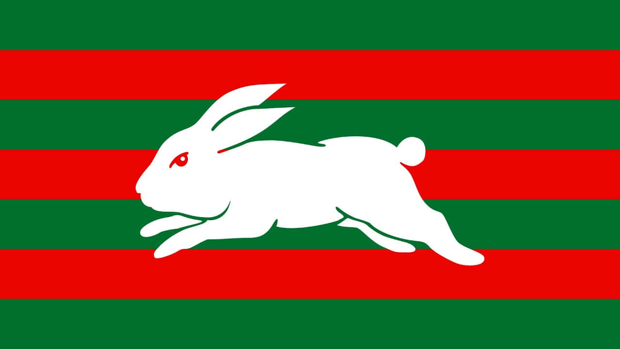 Rabbitohs, white rabbit, red eye, HD Desktop Wallpaper