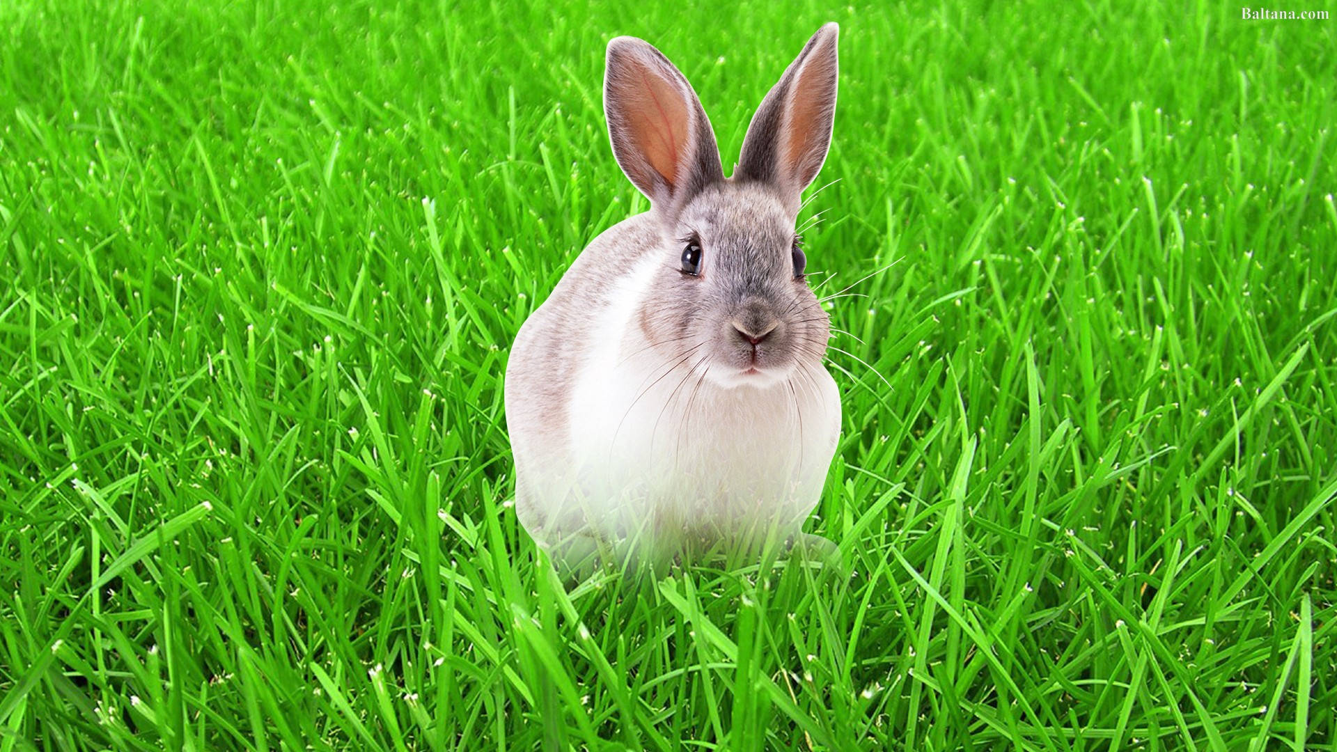 rabbit, fluffy gray rabbit, white chest, Full HD Desktop Wallpaper
