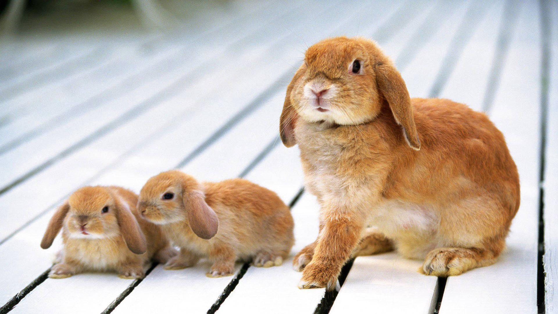 rabbit family, fluffy brown lop-eared rabbits, white wooden planks, Full HD Desktop Wallpaper
