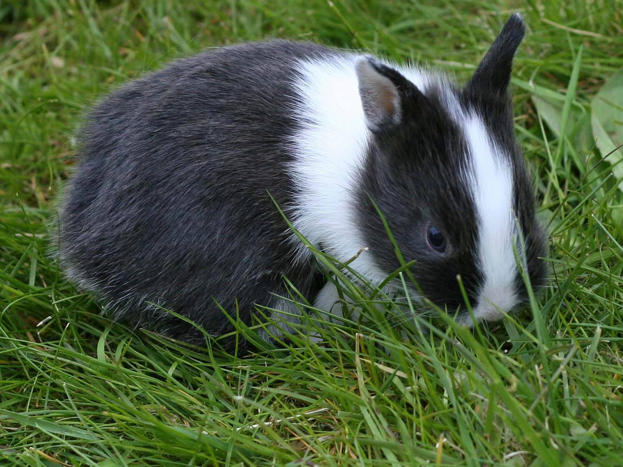 Small Dutch Rabbit, black and white, white stripe down its face, HD Desktop Wallpaper