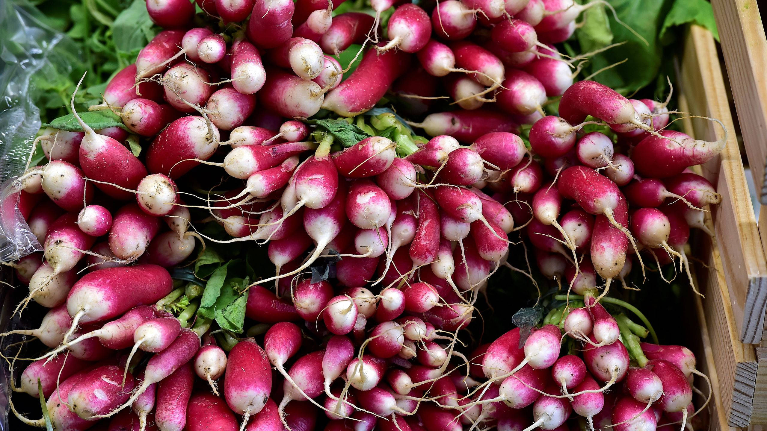 Abundant Long Root Red Radish, red tops, white roots, 2K Desktop Wallpaper