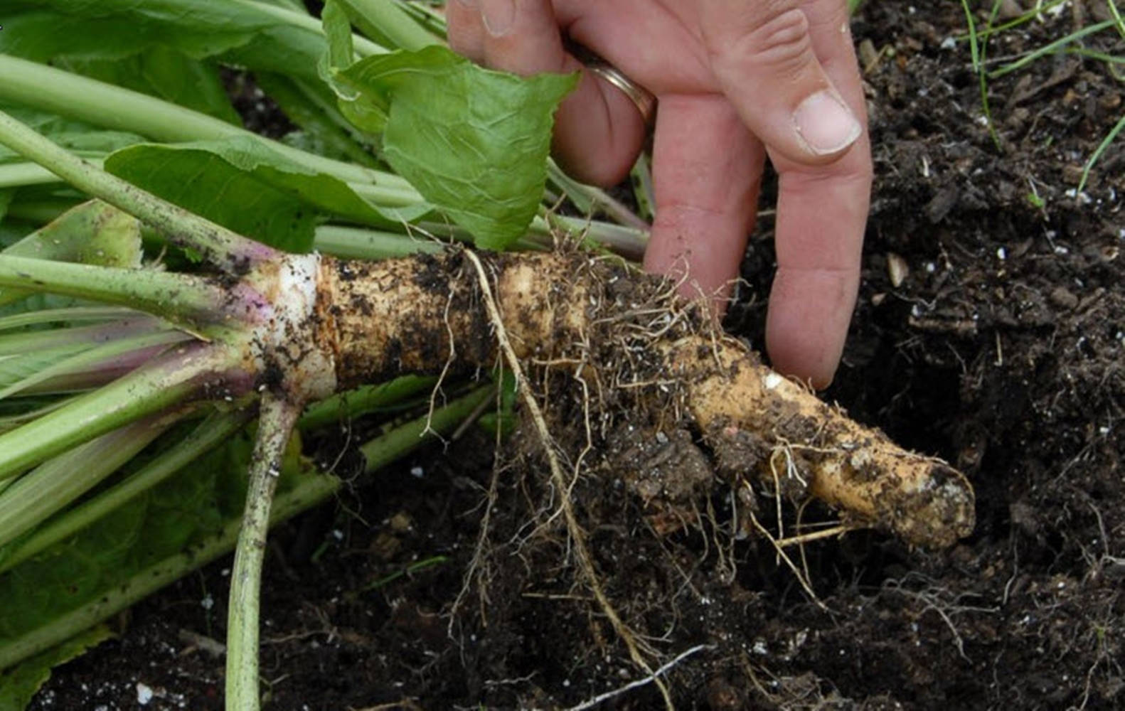 horseradish, root vegetable, green stalks, HD Desktop Wallpaper