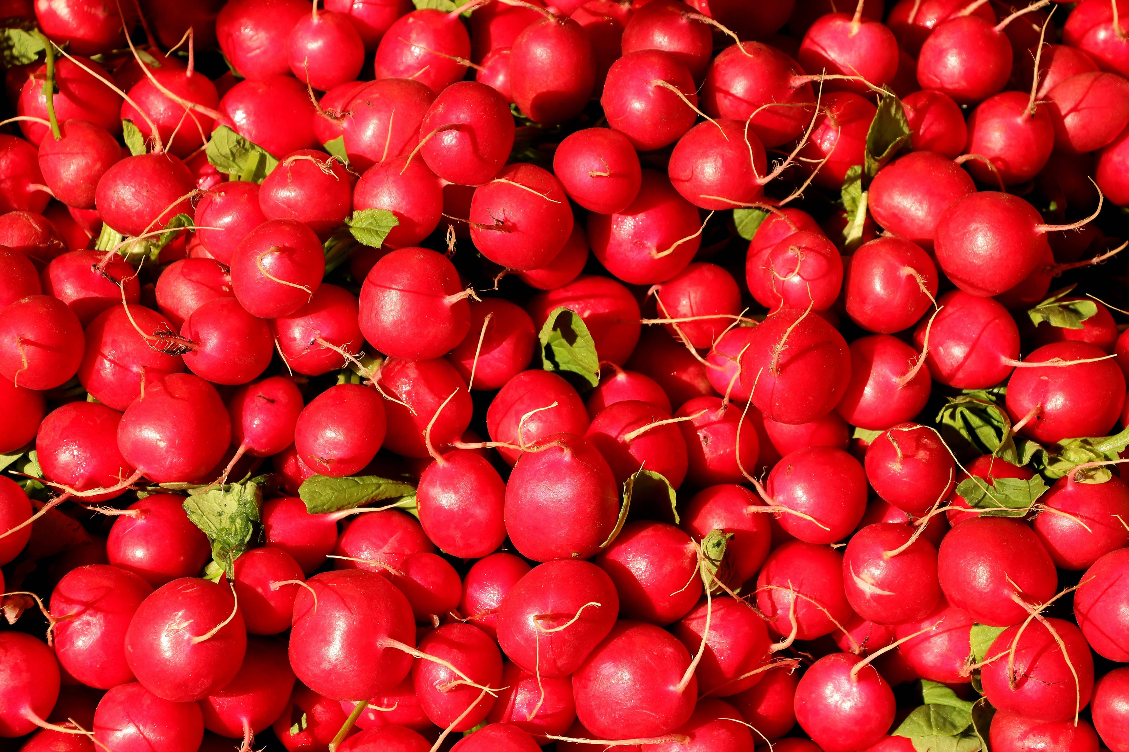 bright red globe radish, red radishes, green leaves, 4K Desktop Wallpaper