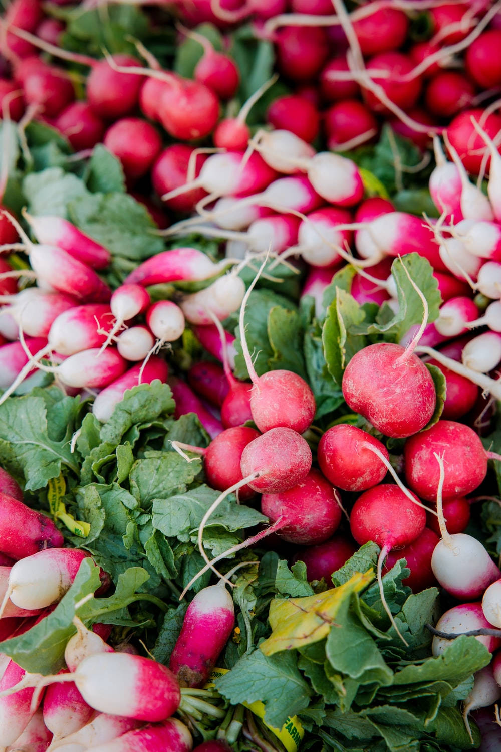 Lively Bundle Leaf Top Radish, radishes, green leaves, HD Phone Wallpaper