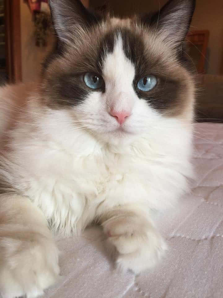Ragdoll, fluffy Ragdoll cat, striking blue eyes, SD Phone Wallpaper