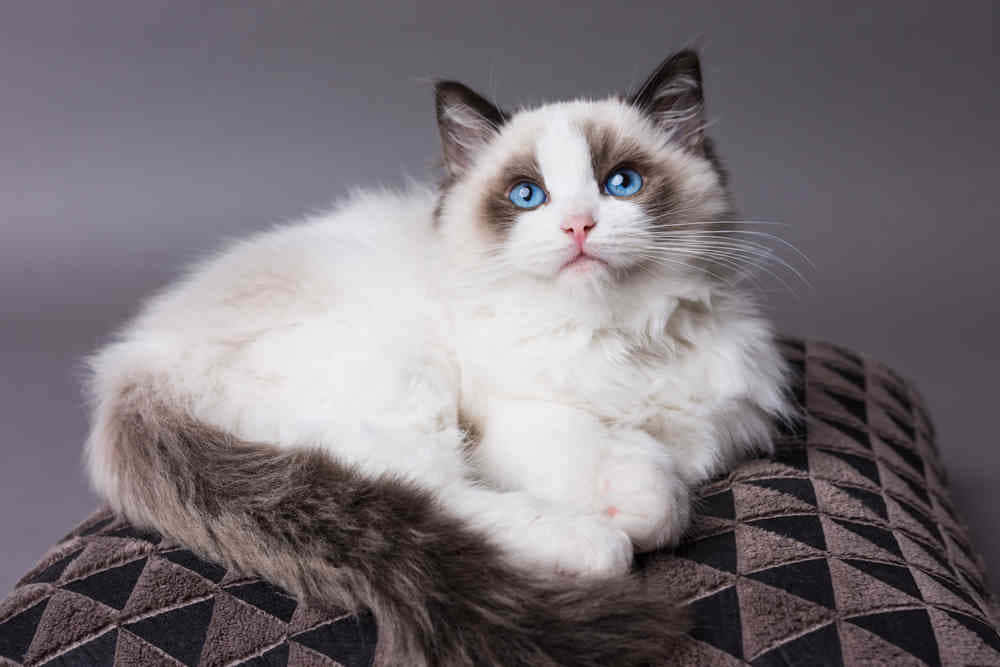 Ragdoll, fluffy white and grey cat, striking blue eyes, SD Desktop Wallpaper