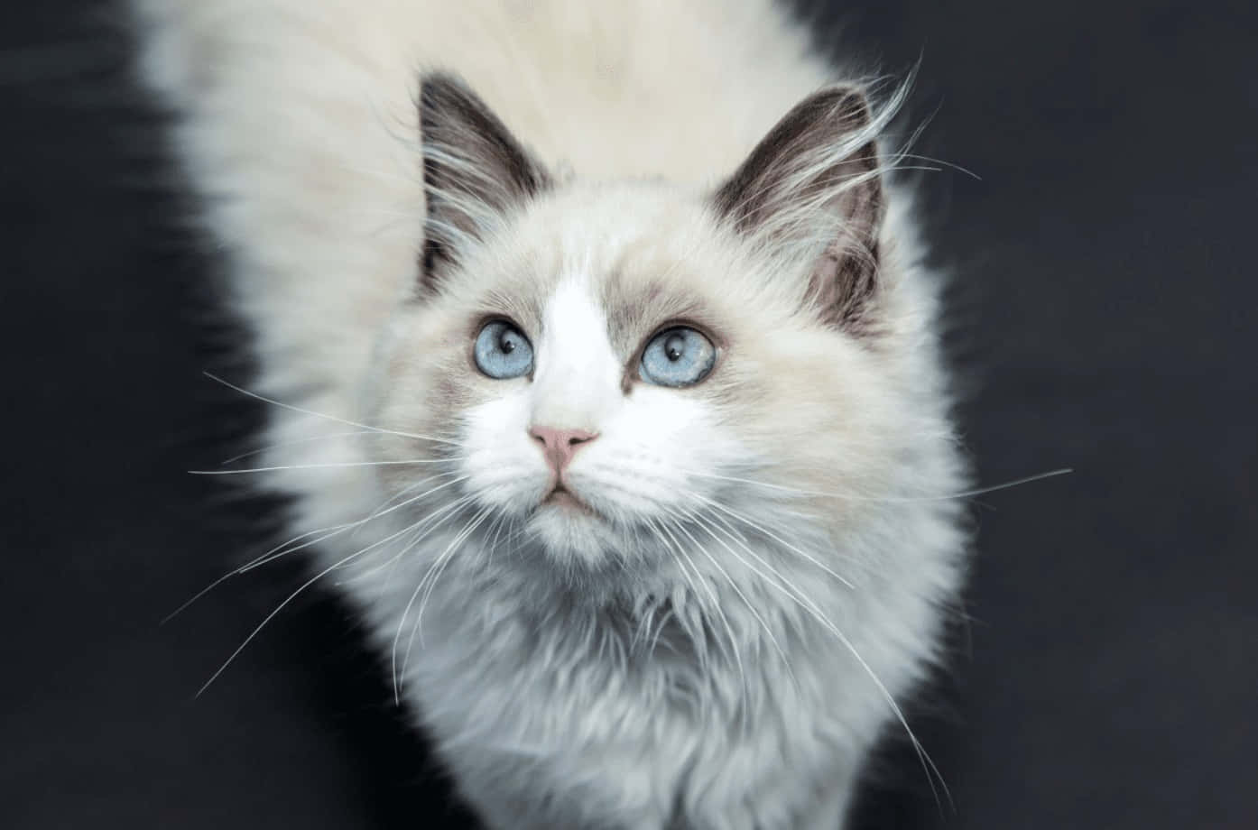 Ragdoll, fluffy white cat, striking blue eyes, HD Desktop Wallpaper