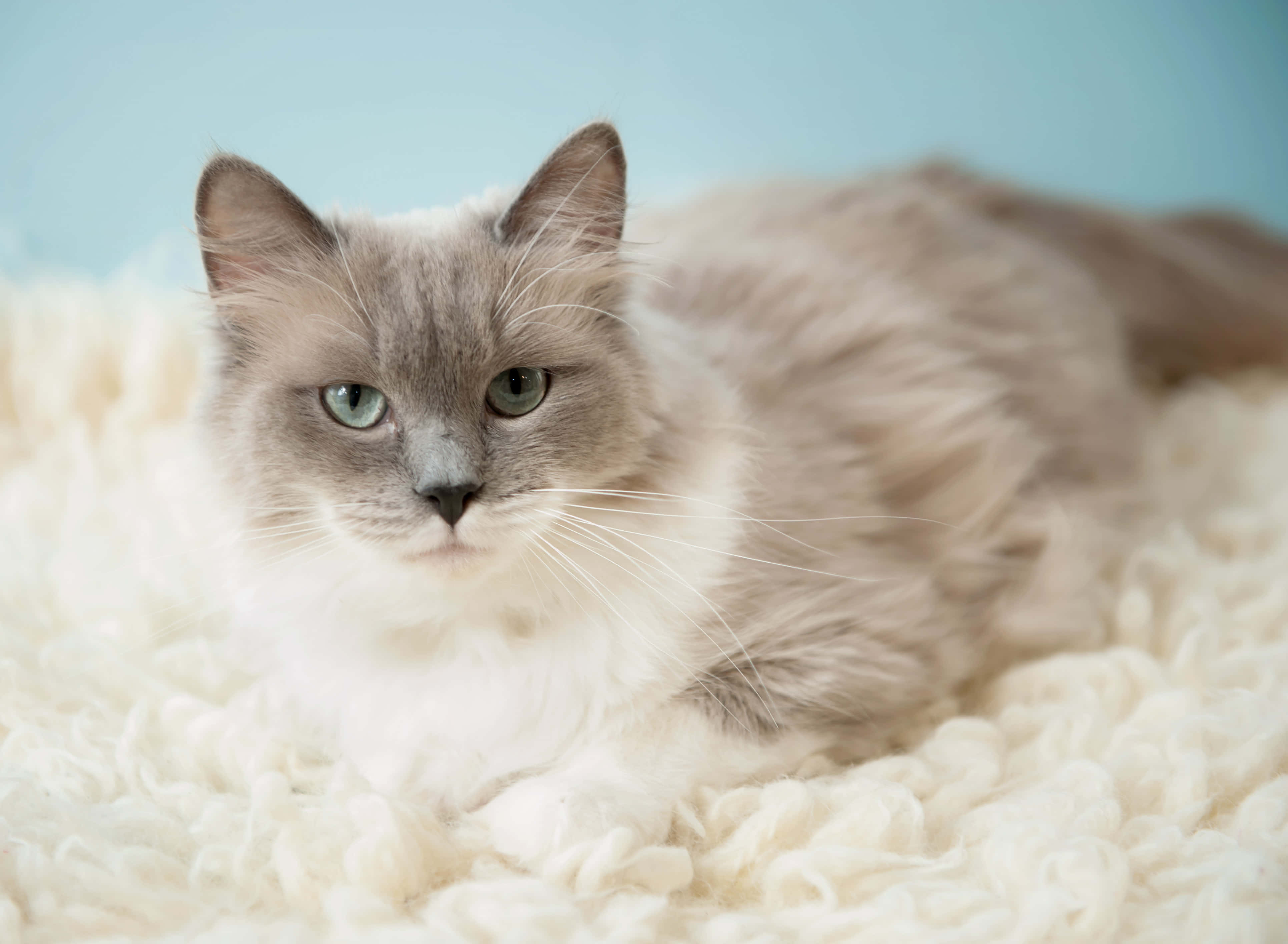 Ragdoll, gray and white, green eyes, 4K Desktop Wallpaper