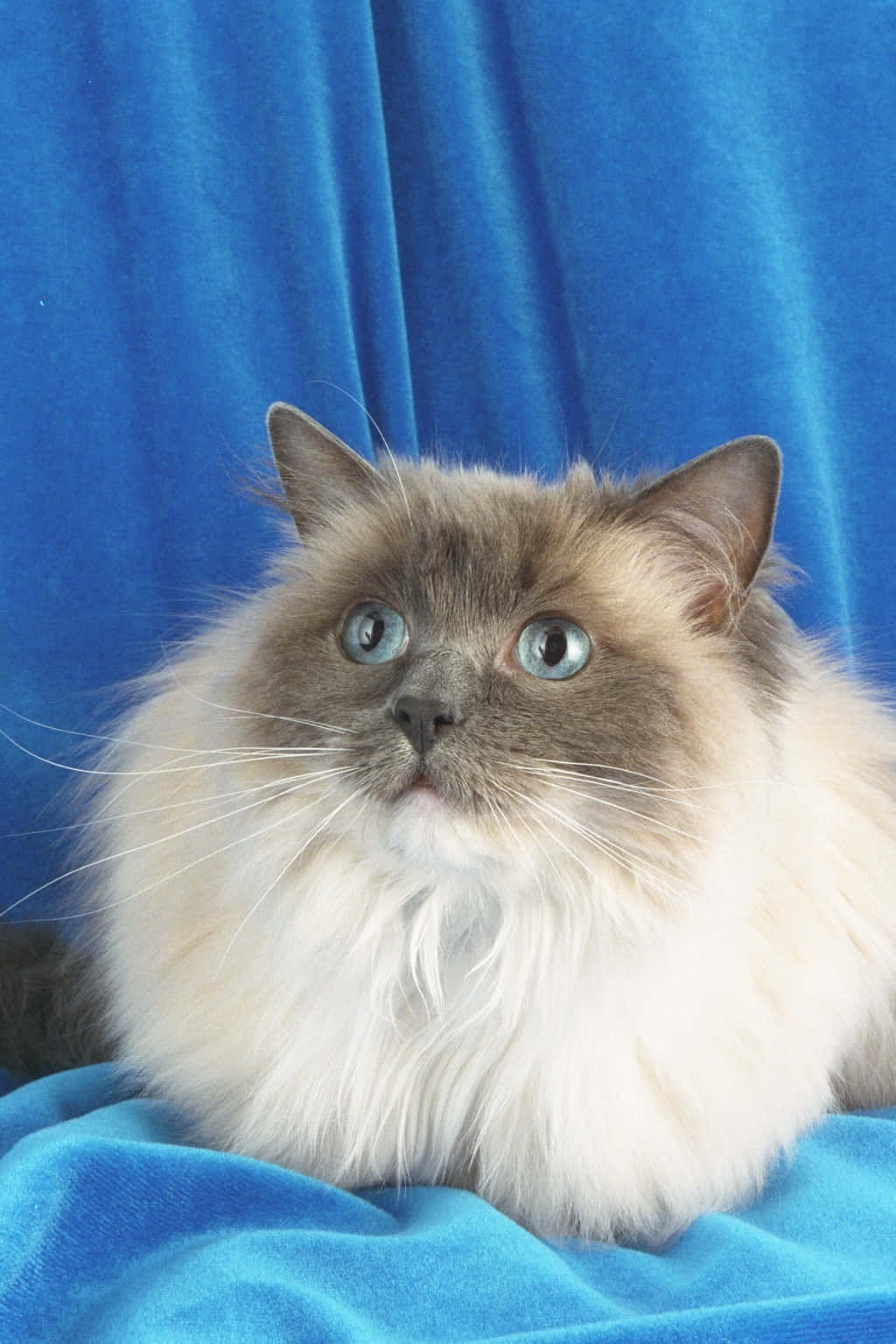 Ragdoll, fluffy ragdoll cat, striking blue eyes, HD Phone Wallpaper