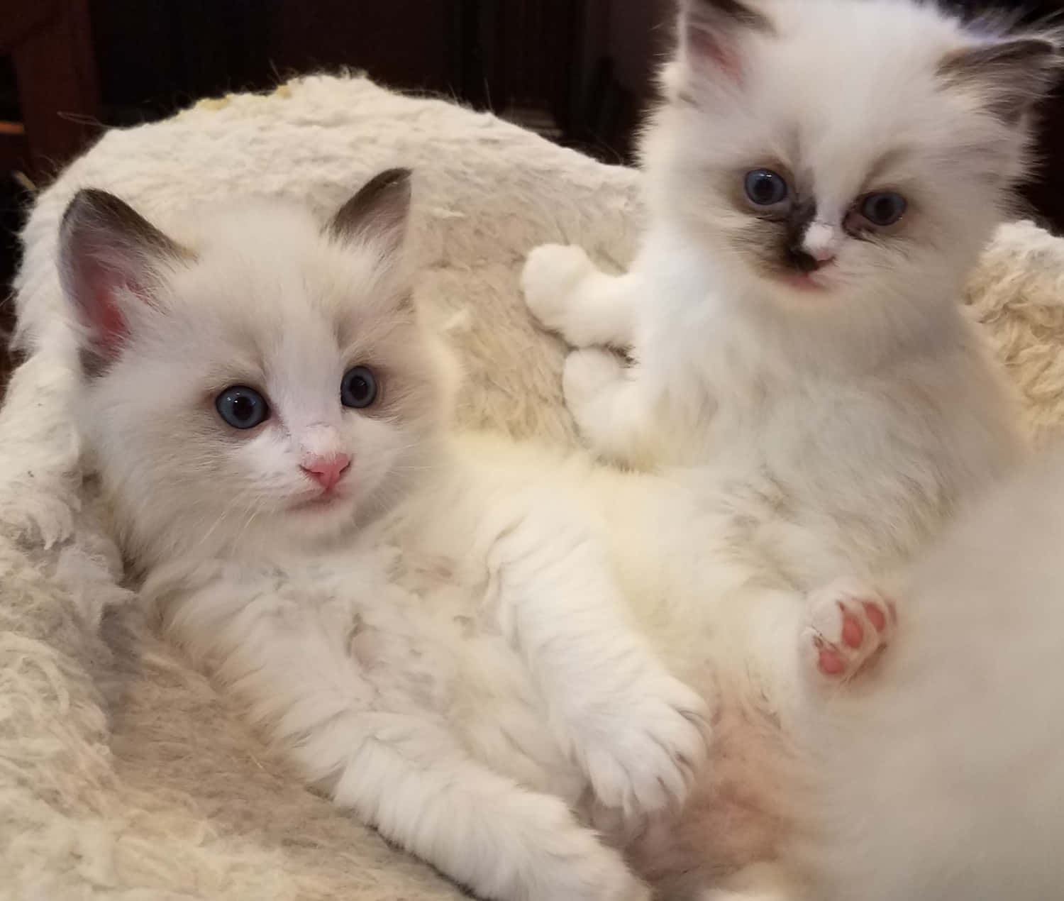 Ragdoll, fluffy white ragdoll kittens, blue eyes, HD Desktop Wallpaper